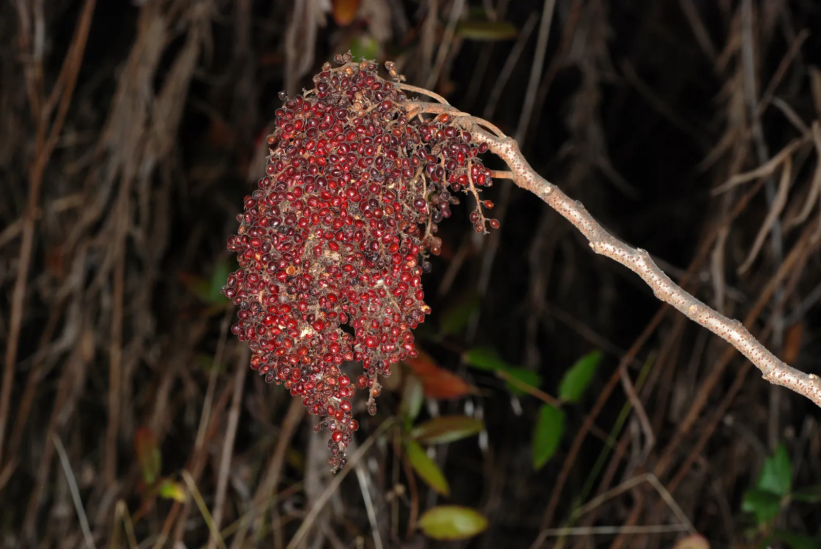 Shining Sumac, Winged Sumac (Rhus Copallina) — providing vital food for songbirds and other wildlife.<br><br>Adaptable to a range of conditions