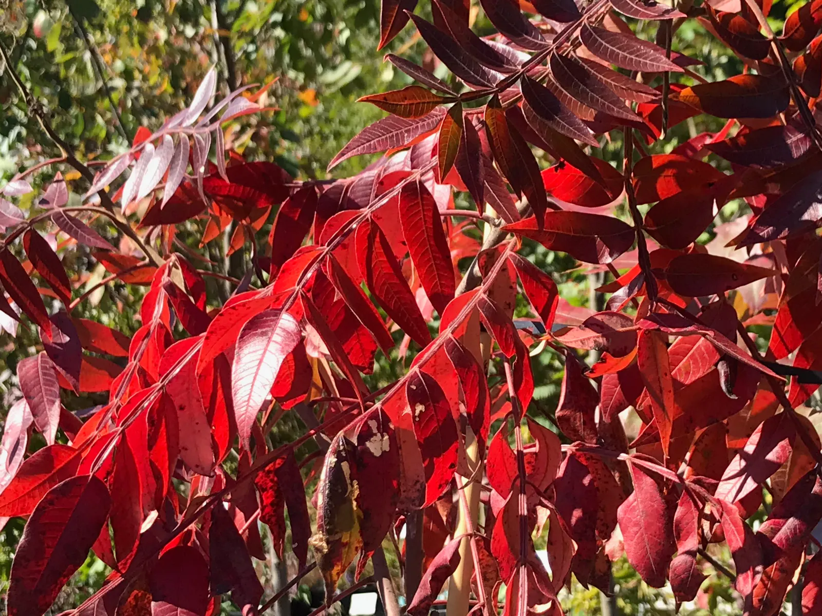 Shining Sumac, Winged Sumac (Rhus Copallina) — With its vibrant foliage and versatile nature