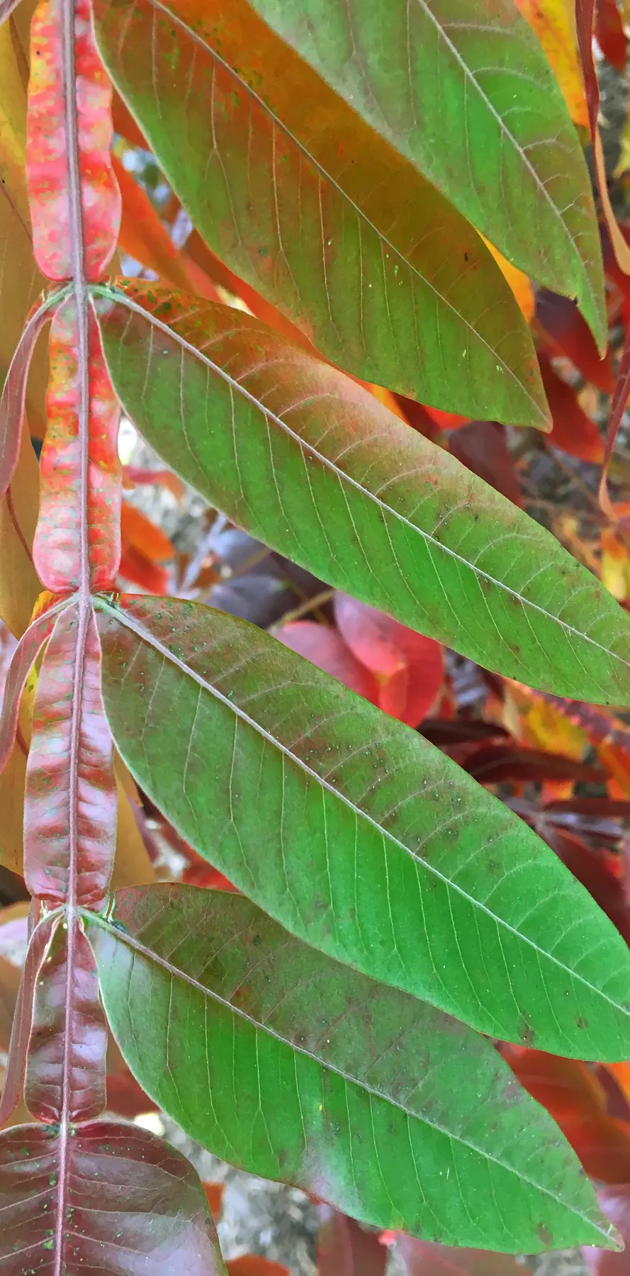 Shining Sumac, Winged Sumac (Rhus Copallina) — shrub / tree for full or half