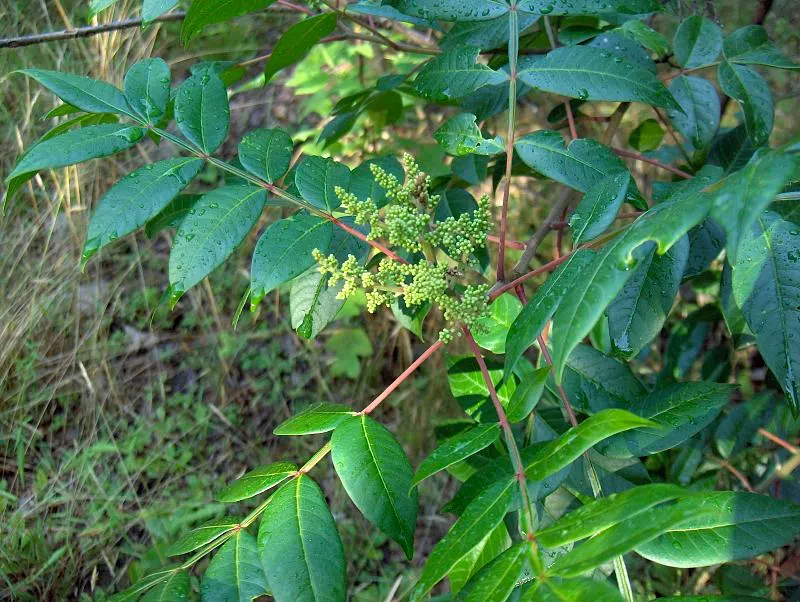 Shining Sumac, Winged Sumac (Rhus Copallina) — This versatile species typically reaches a height of 10 to 15 feet with a similar spread; it thrives in USDA