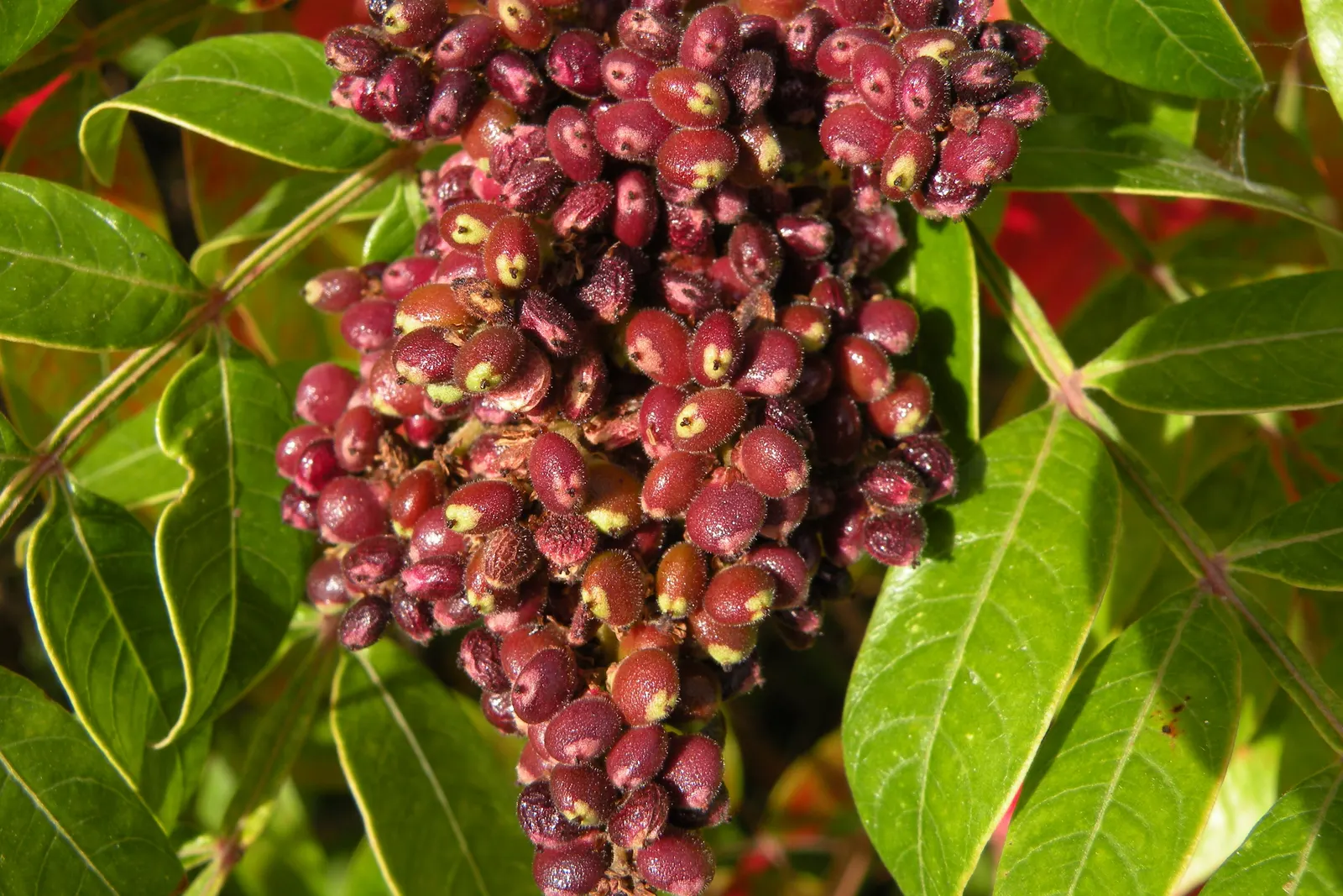 Shining Sumac, Winged Sumac (Rhus Copallina) — also known as Rhus copallinum or Winged Sumac; the sumac produces clusters of yellowish-green flowers