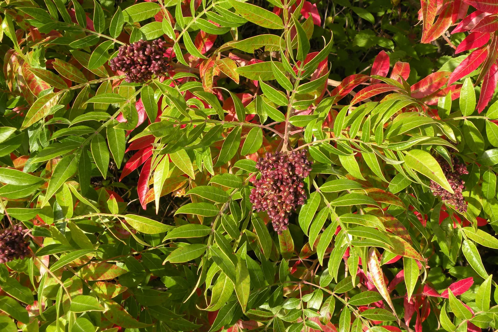 Shining Sumac, Winged Sumac (Rhus Copallina) — This hardy native thrives in zones 4-9, favoring full sun to light shade and well-drained soil; these berry-like