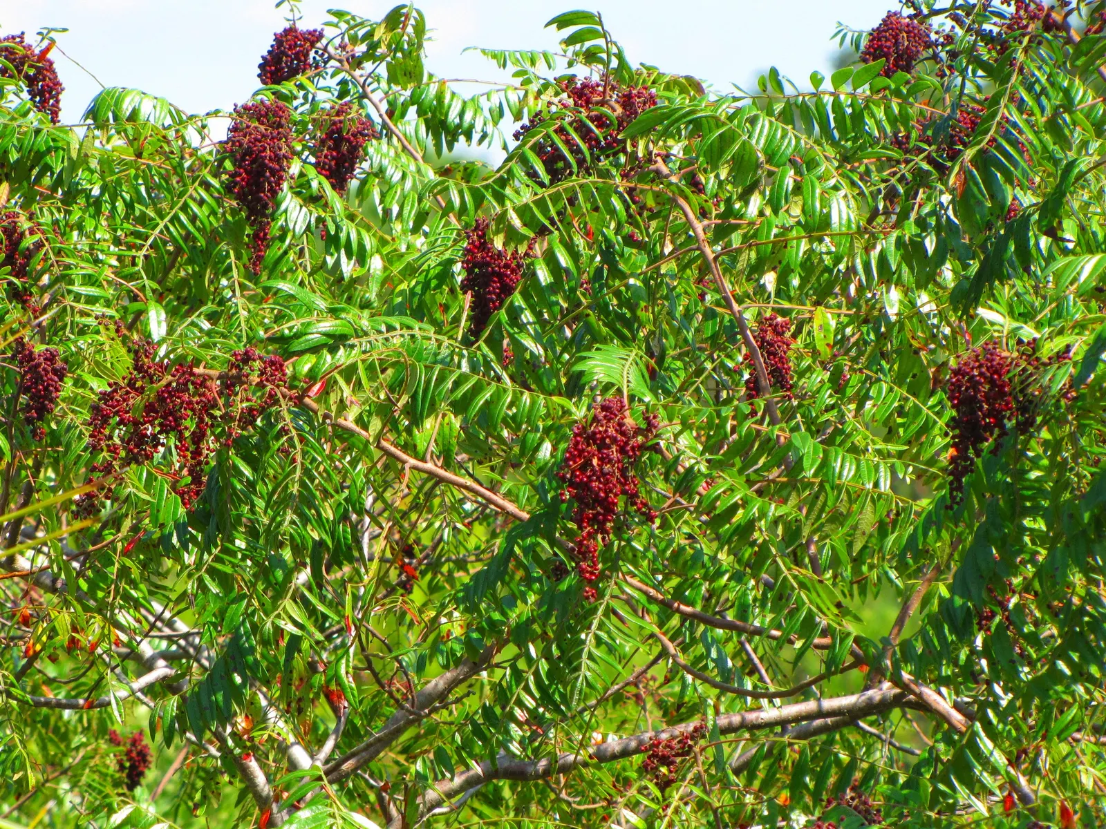 Shining Sumac, Winged Sumac (Rhus Copallina) — although it excels in well-drained loamy or sandy soils