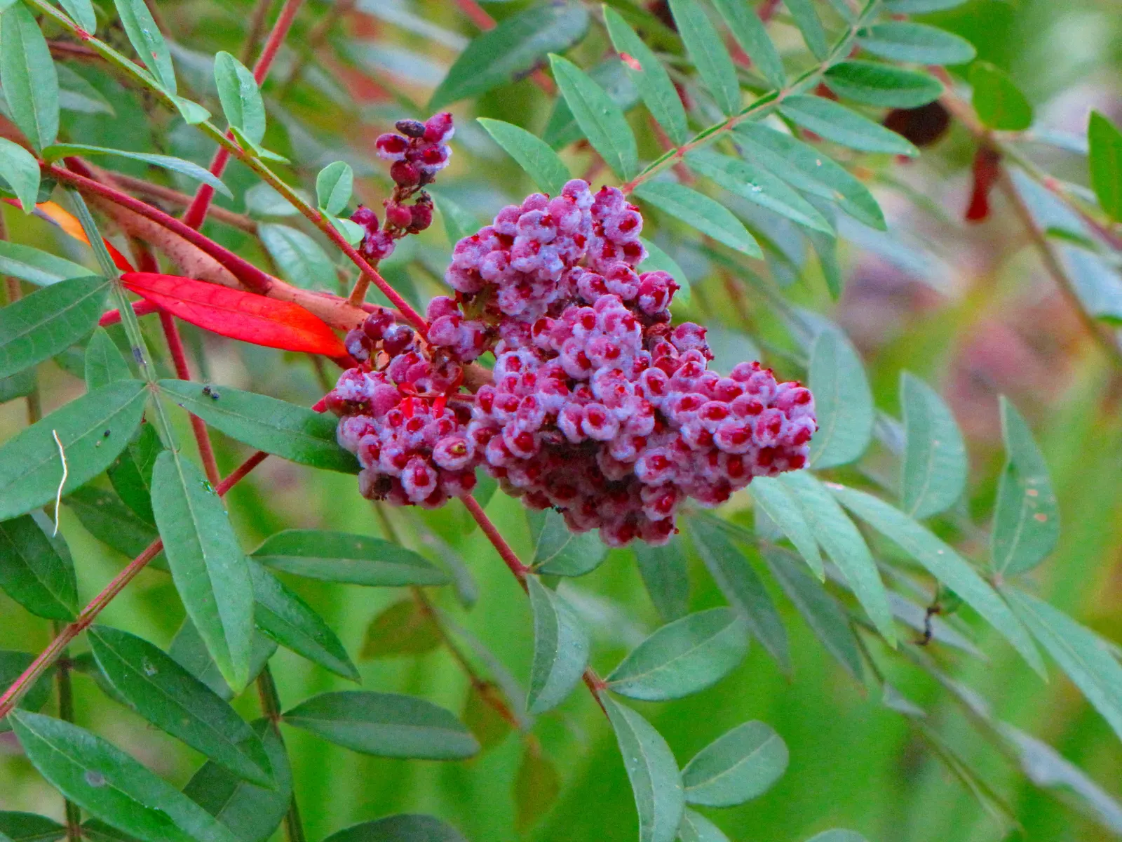 Shining Sumac, Winged Sumac (Rhus Copallina) — or as a striking feature in a residential garden setting