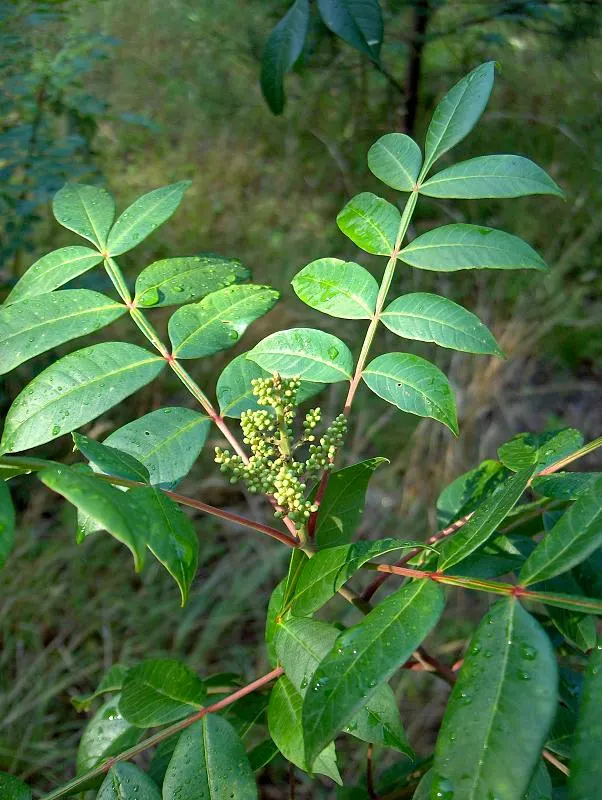 Shining Sumac, Winged Sumac (Rhus Copallina) — Drought-tolerant and low-maintenance