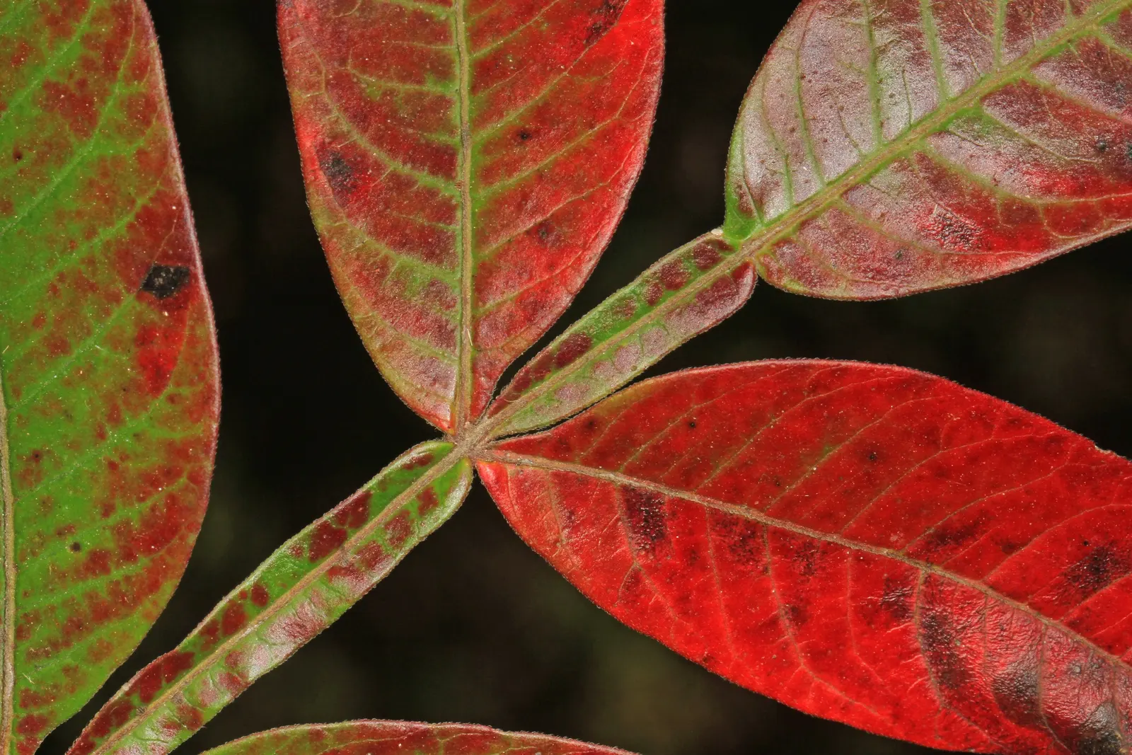 Shining Sumac, Winged Sumac (Rhus Copallina) — it thrives in USDA Hardiness Zones 4-9 and is relatively drought resistant once established
