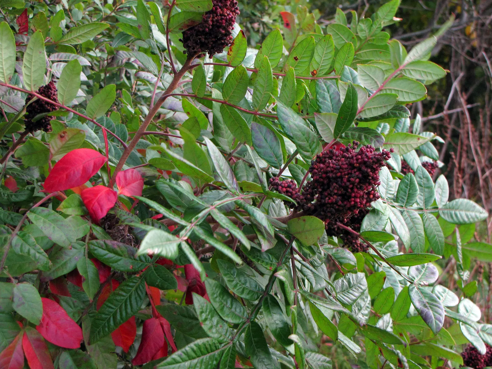 Shining Sumac, Winged Sumac (Rhus Copallina) — In late summer through fall