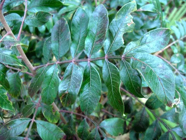 Shining Sumac, Winged Sumac (Rhus Copallina) — it provides excellent fall color and attracts wildlife with its red berries; its distinctive feature‚Äîwings on