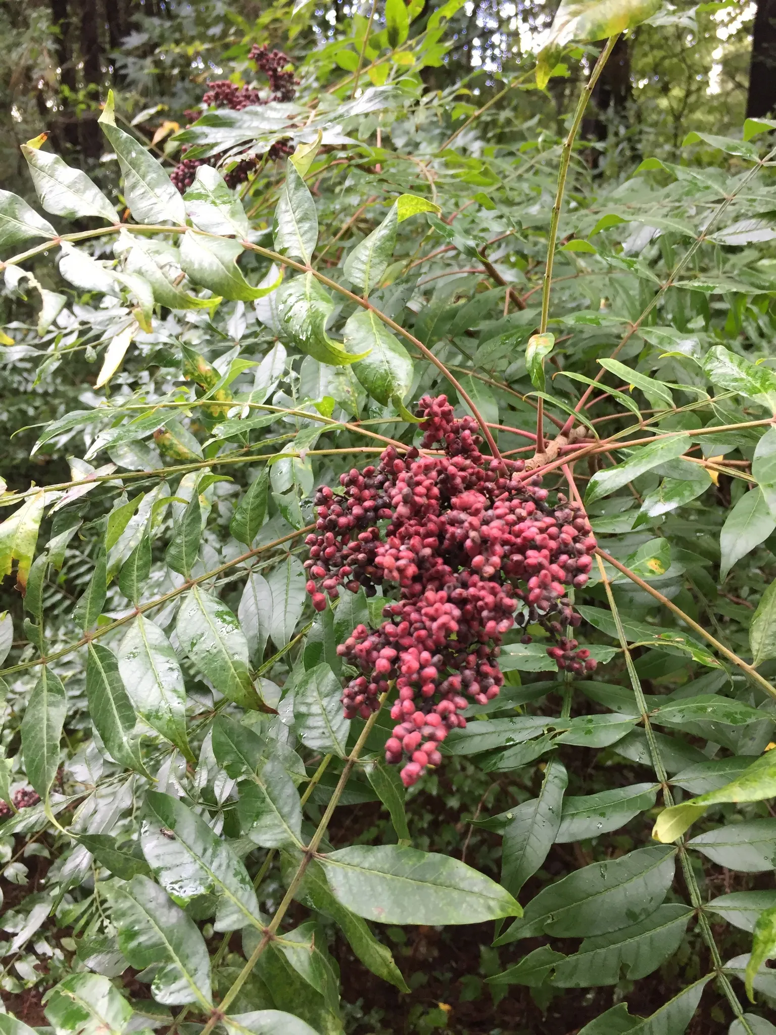 Shining Sumac, Winged Sumac (Rhus Copallina) — the sumac produces clusters of yellowish-green flowers