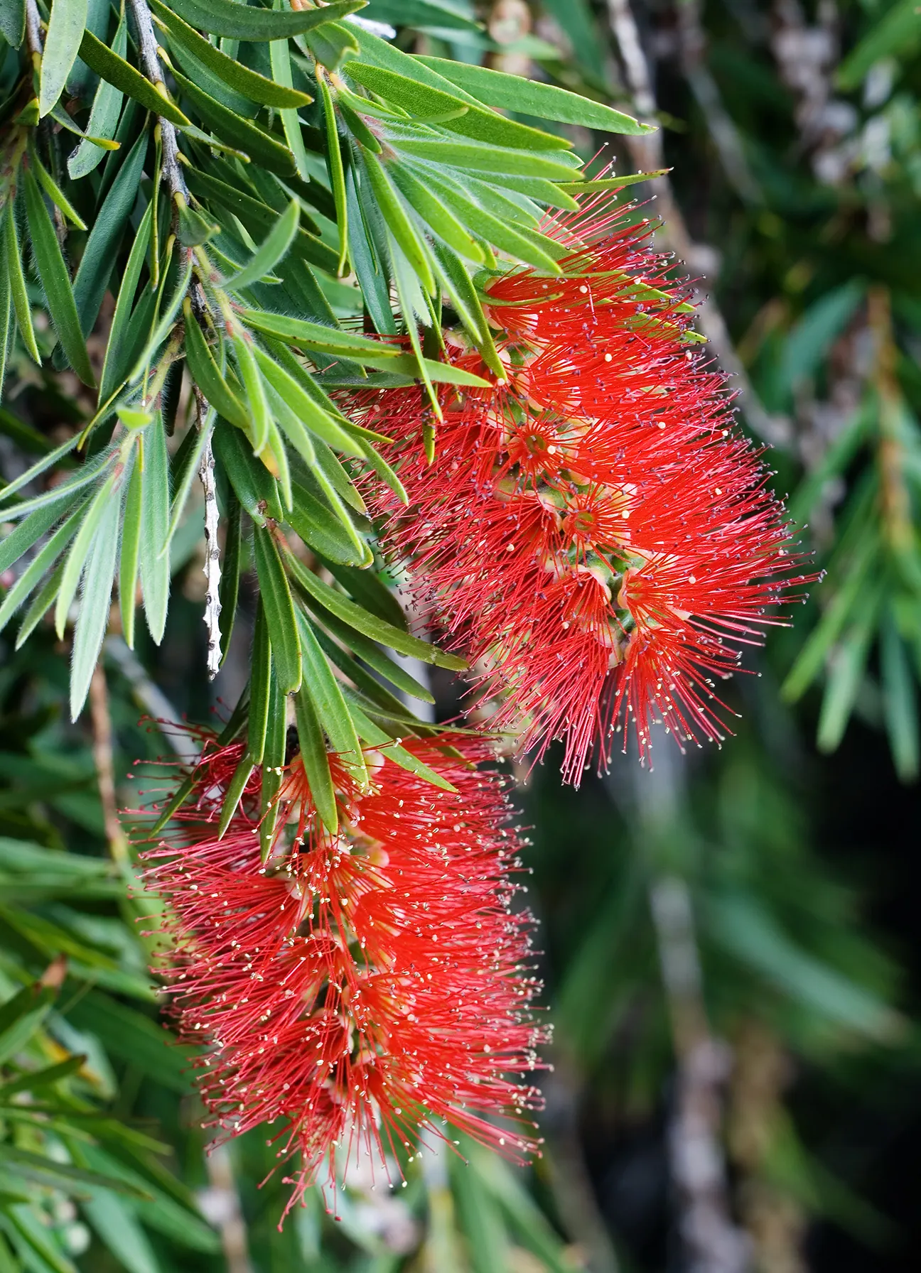Lemon Bottlebrush (Callistemon Citrinus) — The Lemon Bottlebrush (Callistemon citrinus) is an eye-catching evergreen shrub
