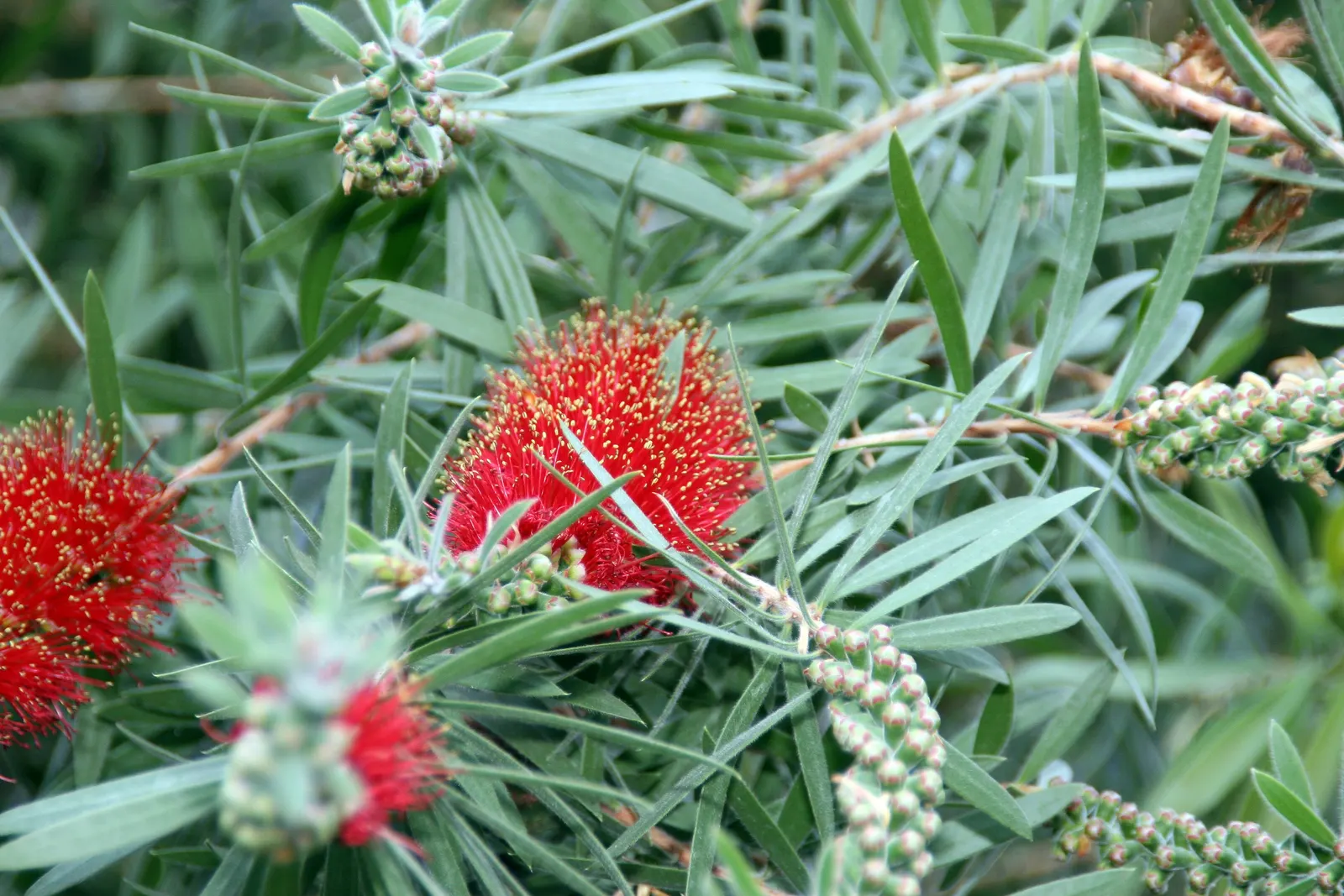 Lemon Bottlebrush (Callistemon Citrinus) — though it flourishes in soil that is moist and well-drained; this plant is a popular choice for adding splashes of