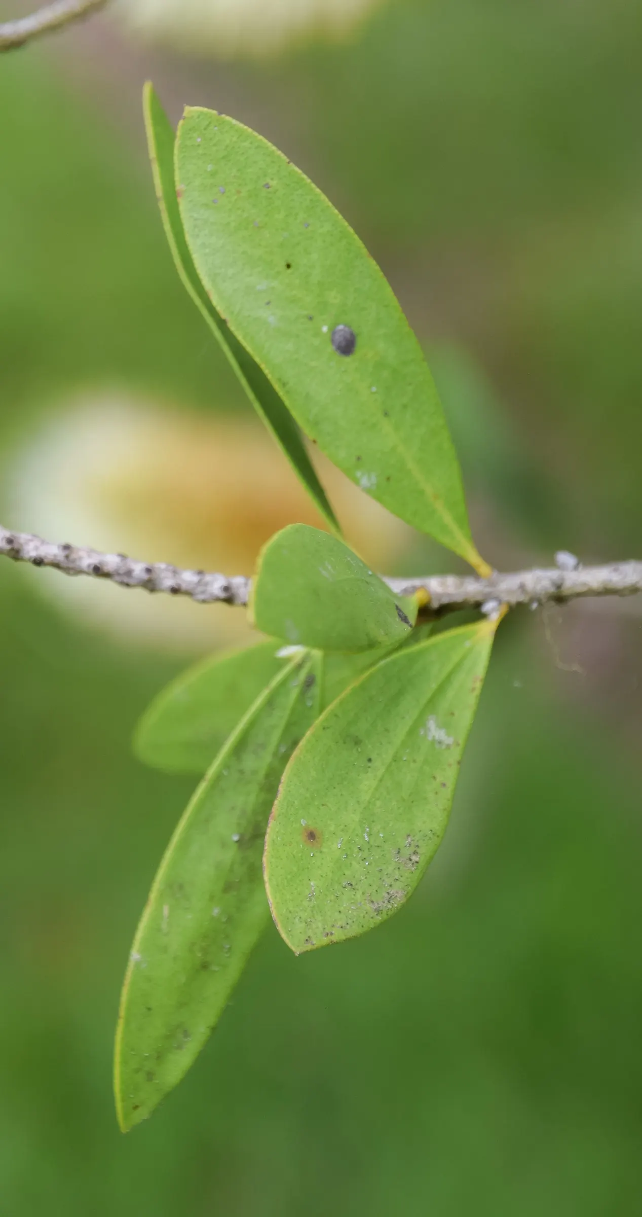 Lemon Bottlebrush (Callistemon Citrinus) — tree for full or half