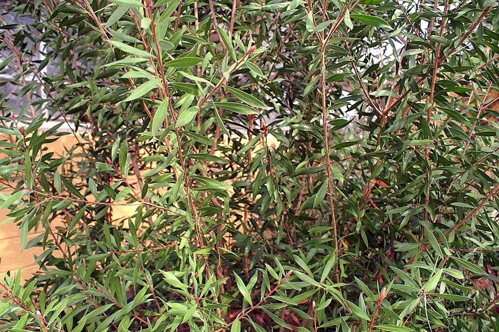 Lemon Bottlebrush (Callistemon Citrinus) — attracting pollinators such as bees and hummingbirds; however, it is advisable to provide supplemental watering