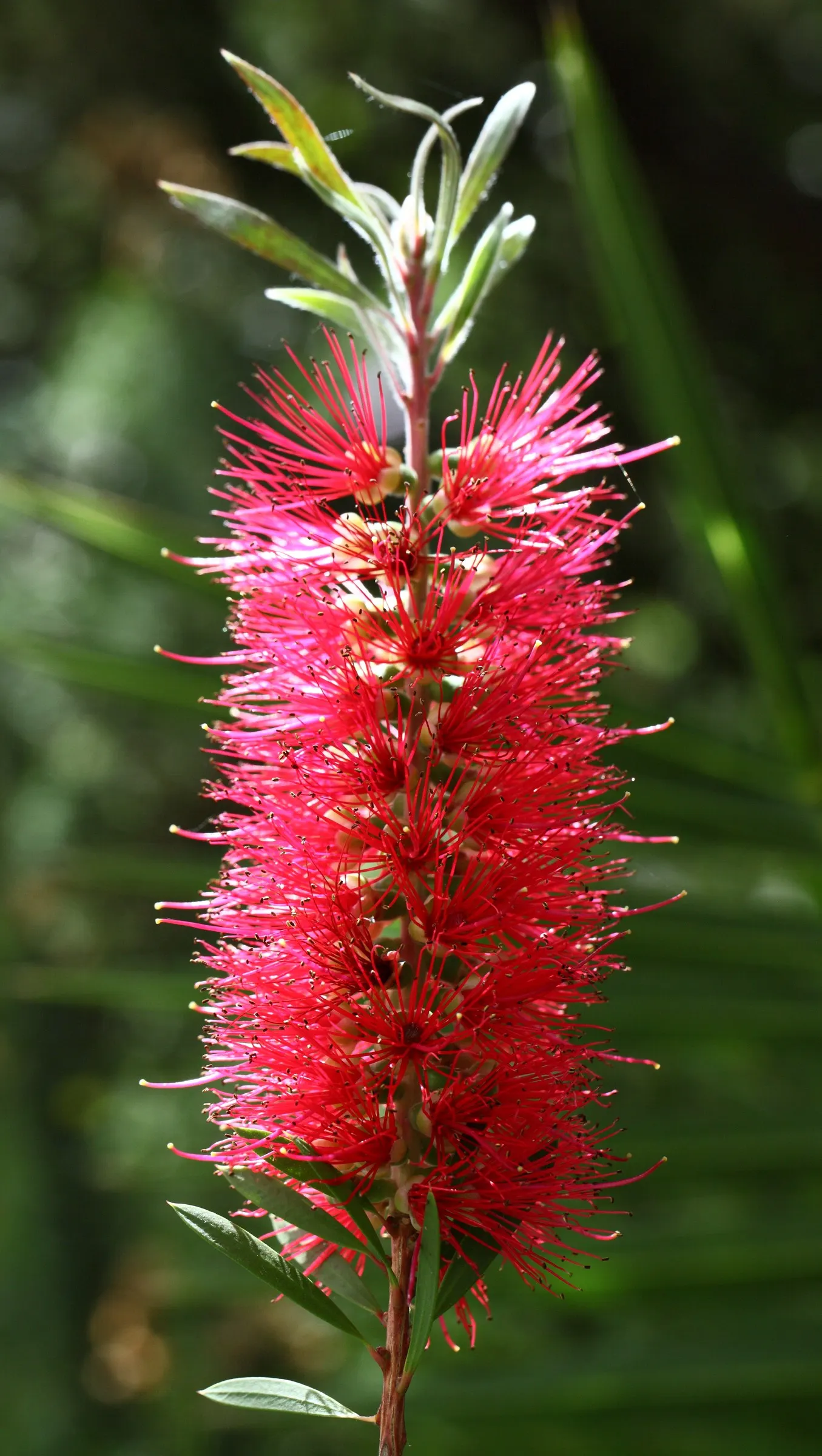 Lemon Bottlebrush (Callistemon Citrinus) — attracting pollinators such as bees and hummingbirds; however, it is advisable to provide supplemental, image 155