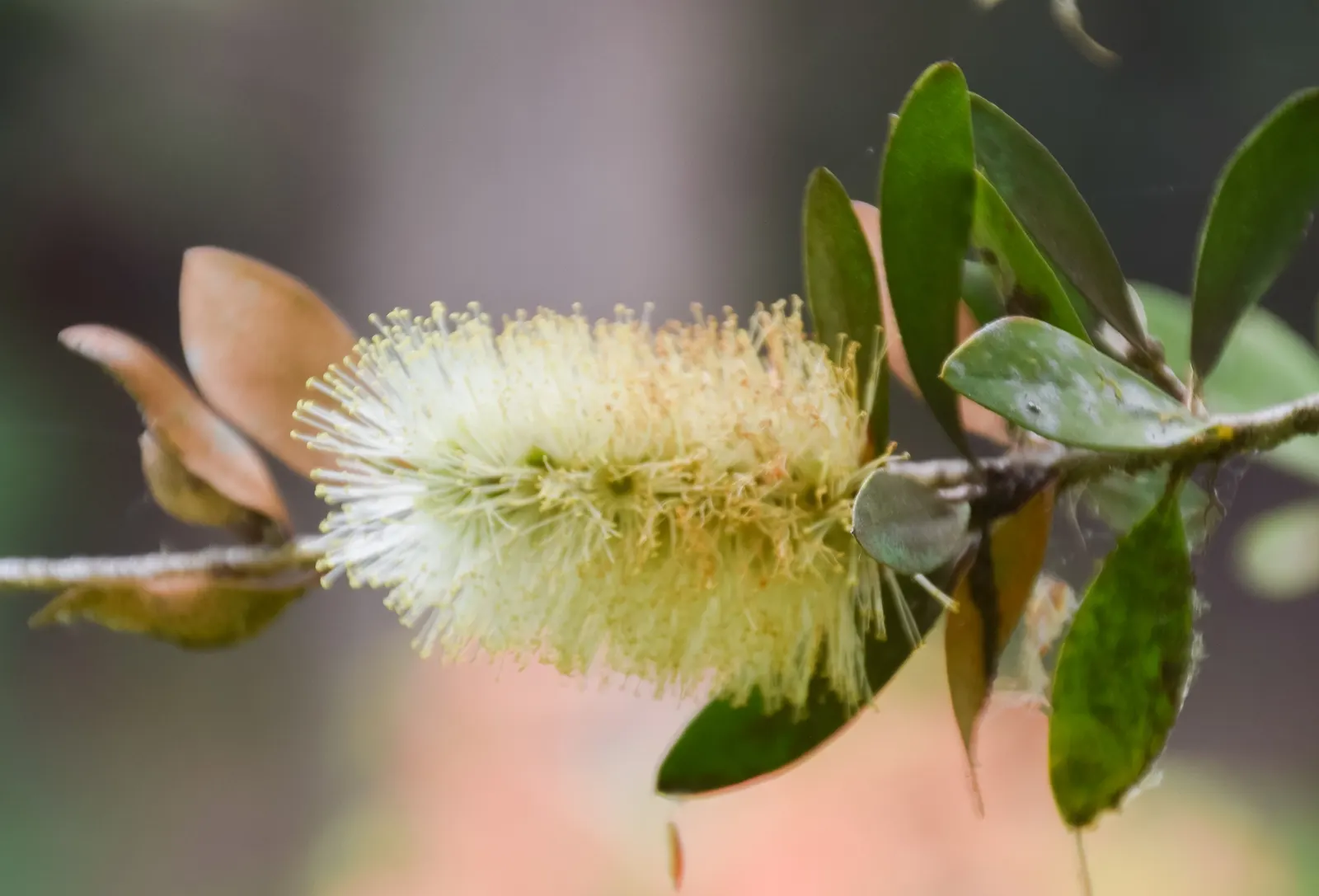 Lemon Bottlebrush (Callistemon Citrinus) — red flowers in the garden