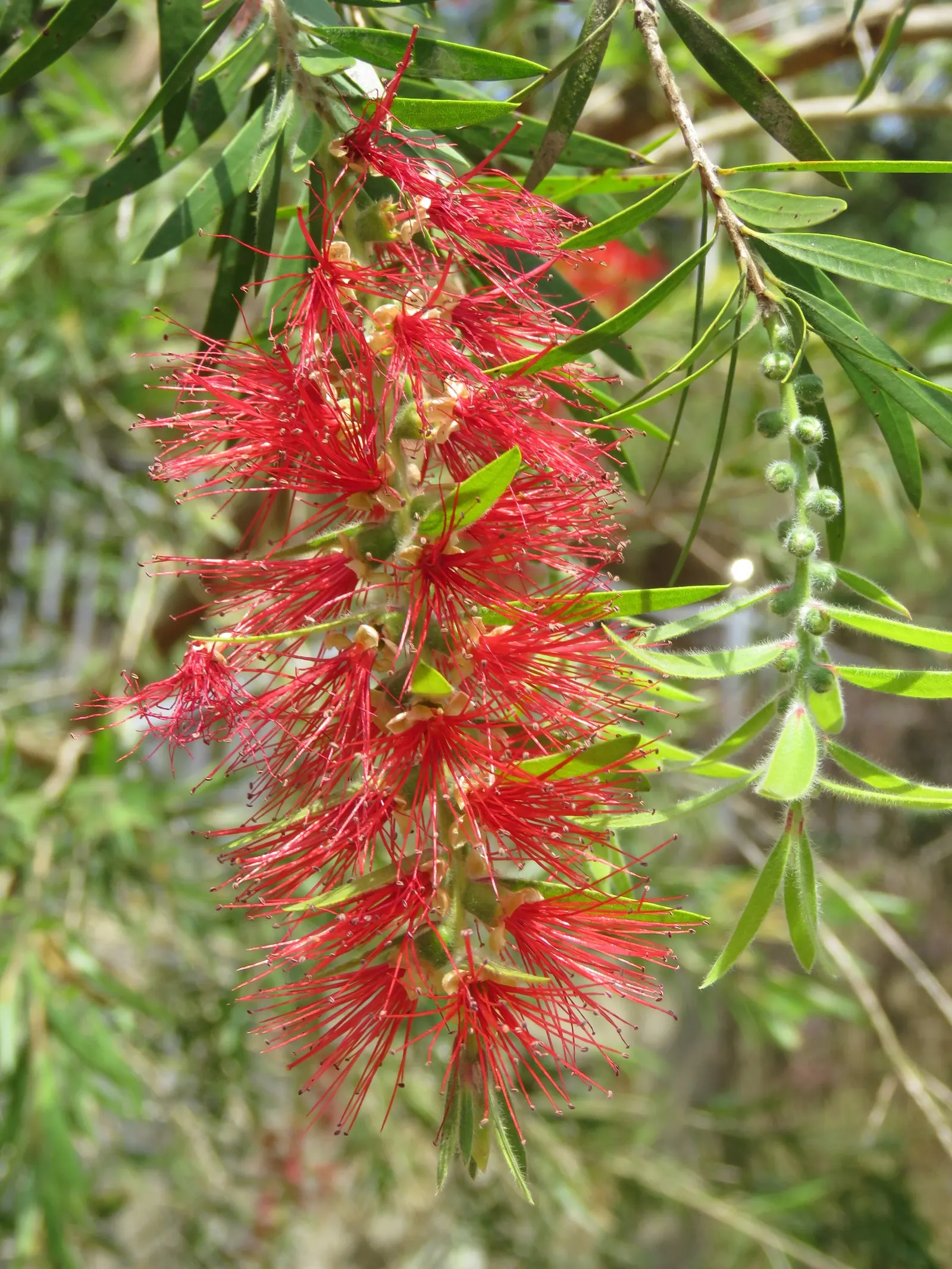 Lemon Bottlebrush (Callistemon Citrinus) — It reaches a mature size of 8-10 feet tall and 5-8 feet wide, flourishing in full sun and well-drained, image 32