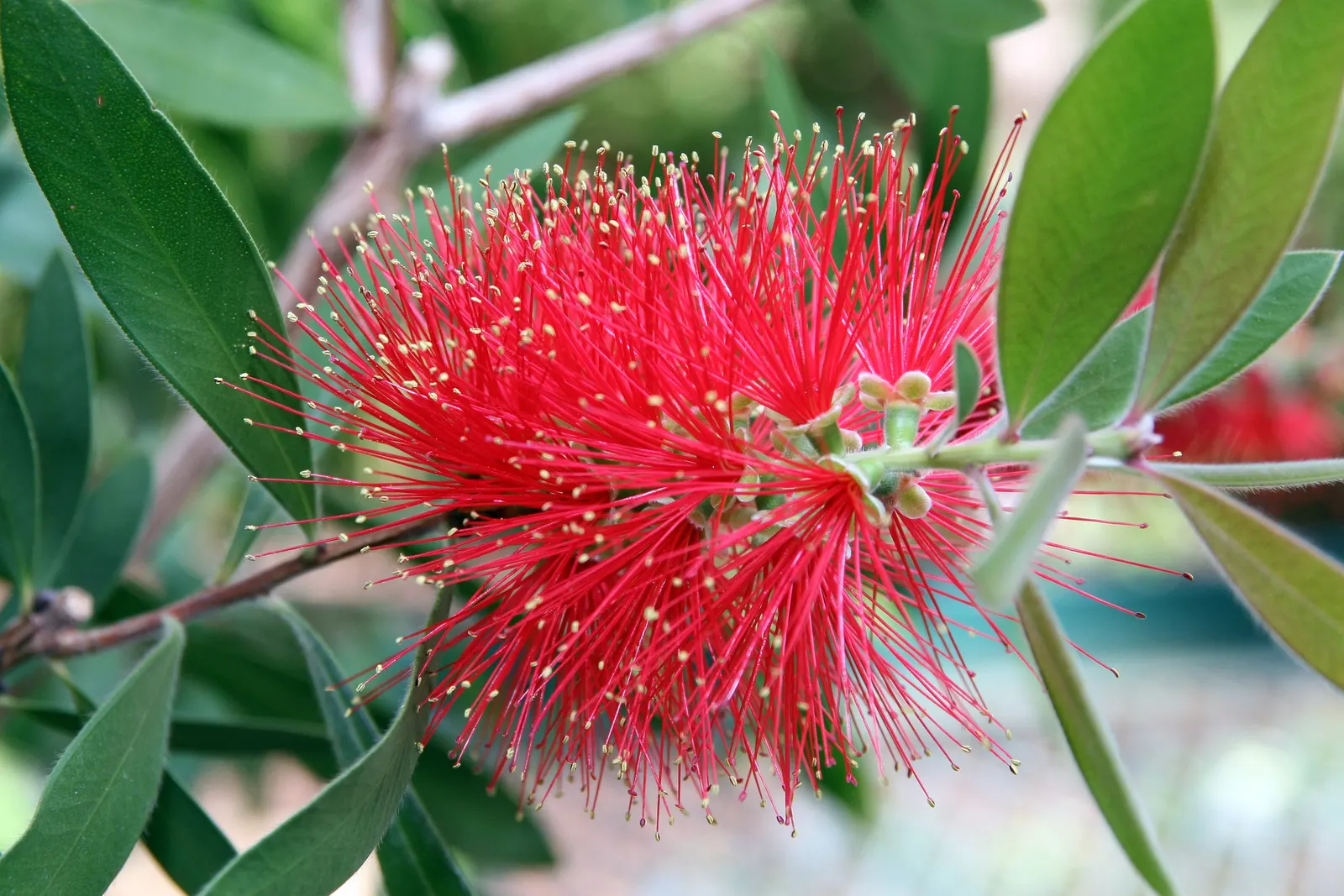 Lemon Bottlebrush (Callistemon Citrinus) — Callistemon citrinus may require protection from frost.<br><br>Whether used as a specimen plant; ensuring the plant