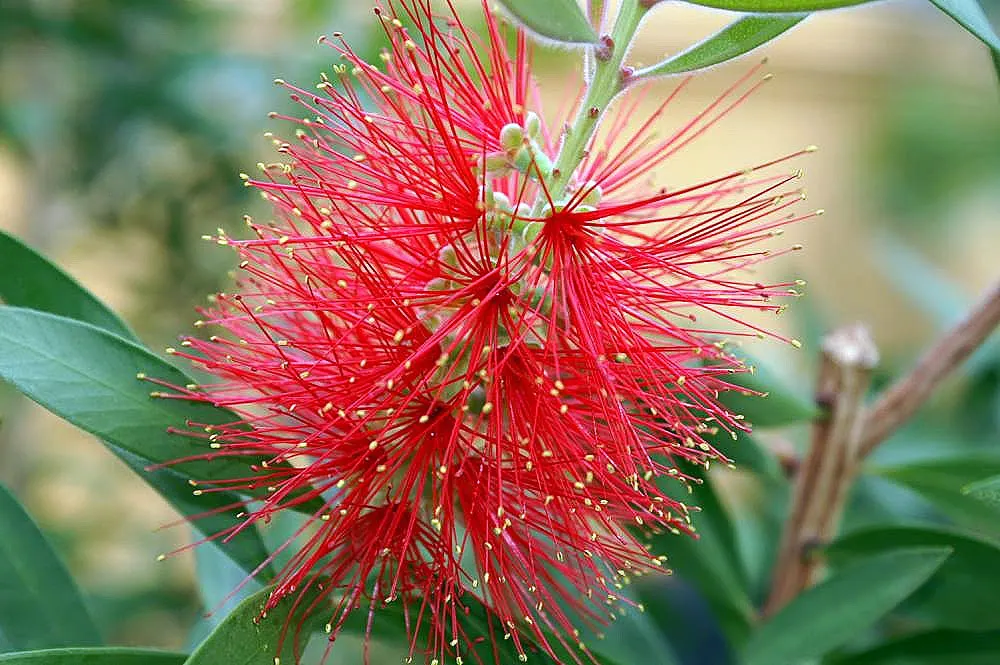 Lemon Bottlebrush (Callistemon Citrinus) — This hardy shrub prefers full sun to partial shade and is adaptable to a variety of soil types; it, image 69