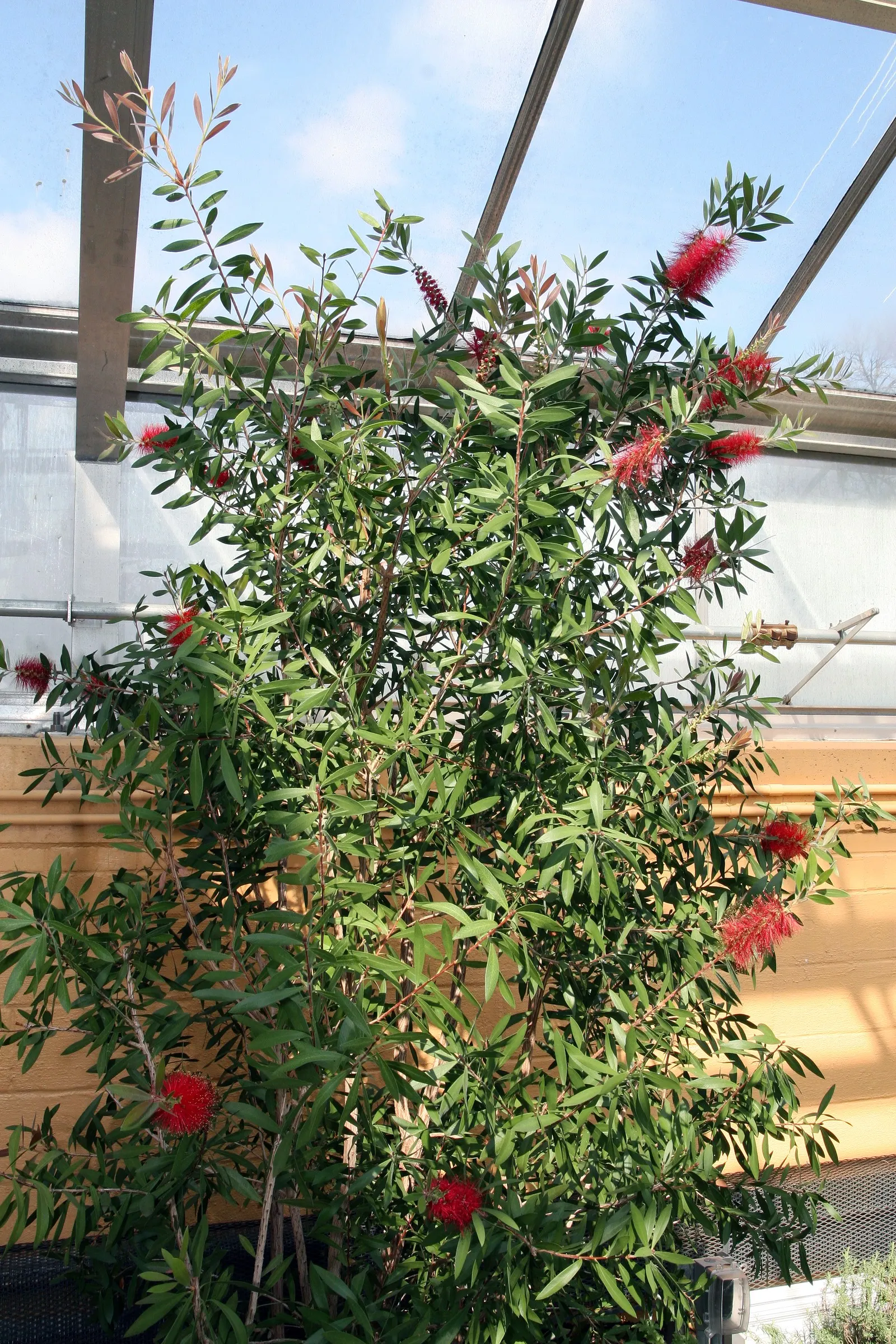 Lemon Bottlebrush (Callistemon Citrinus) — tree for full or half; ensuring the plant remains a focal point in the landscape all year round