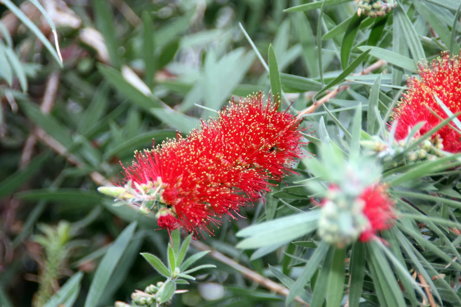 Lemon Bottlebrush (Callistemon Citrinus) — In more temperate regions; however, it is advisable to provide supplemental watering during the dry months