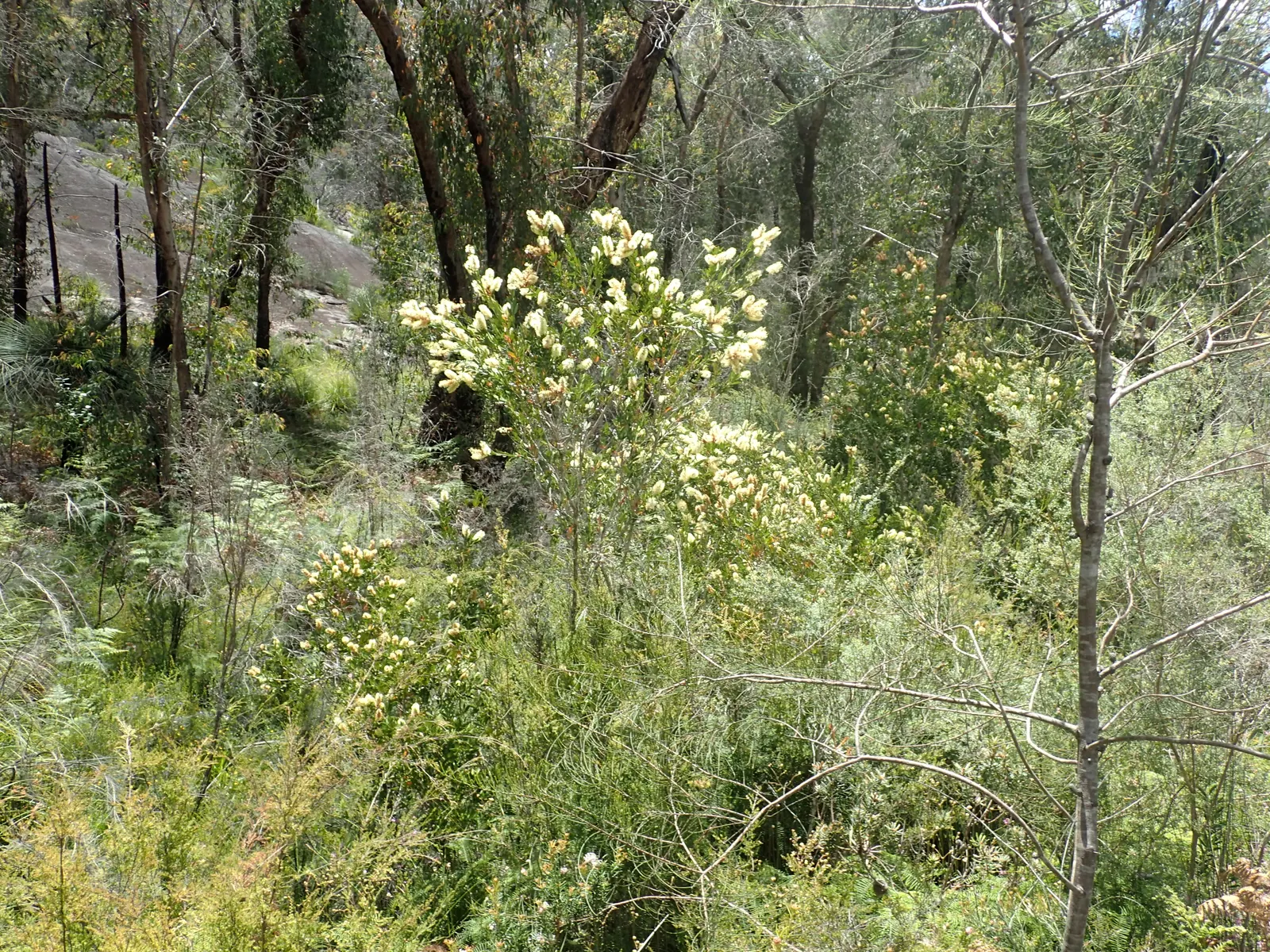 Lemon Bottlebrush (Callistemon Citrinus) — This hardy shrub prefers full sun to partial shade and is adaptable to a variety of soil types