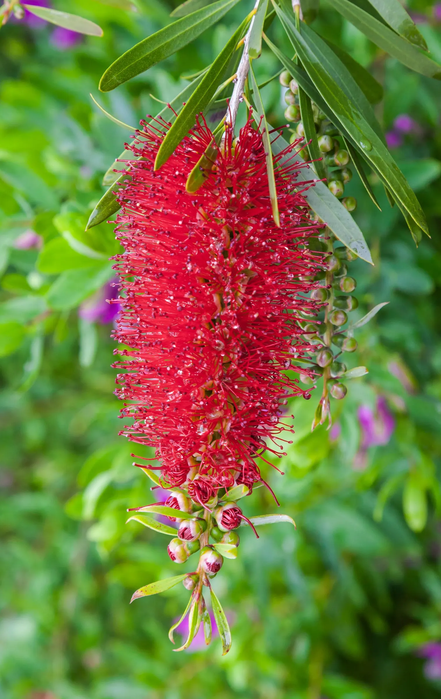 Lemon Bottlebrush (Callistemon Citrinus) — However, it is advisable to provide supplemental watering during the dry months; this plant is a popular, image 158