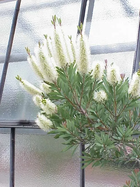 Lemon Bottlebrush (Callistemon Citrinus) — Regular feeding with a balanced
