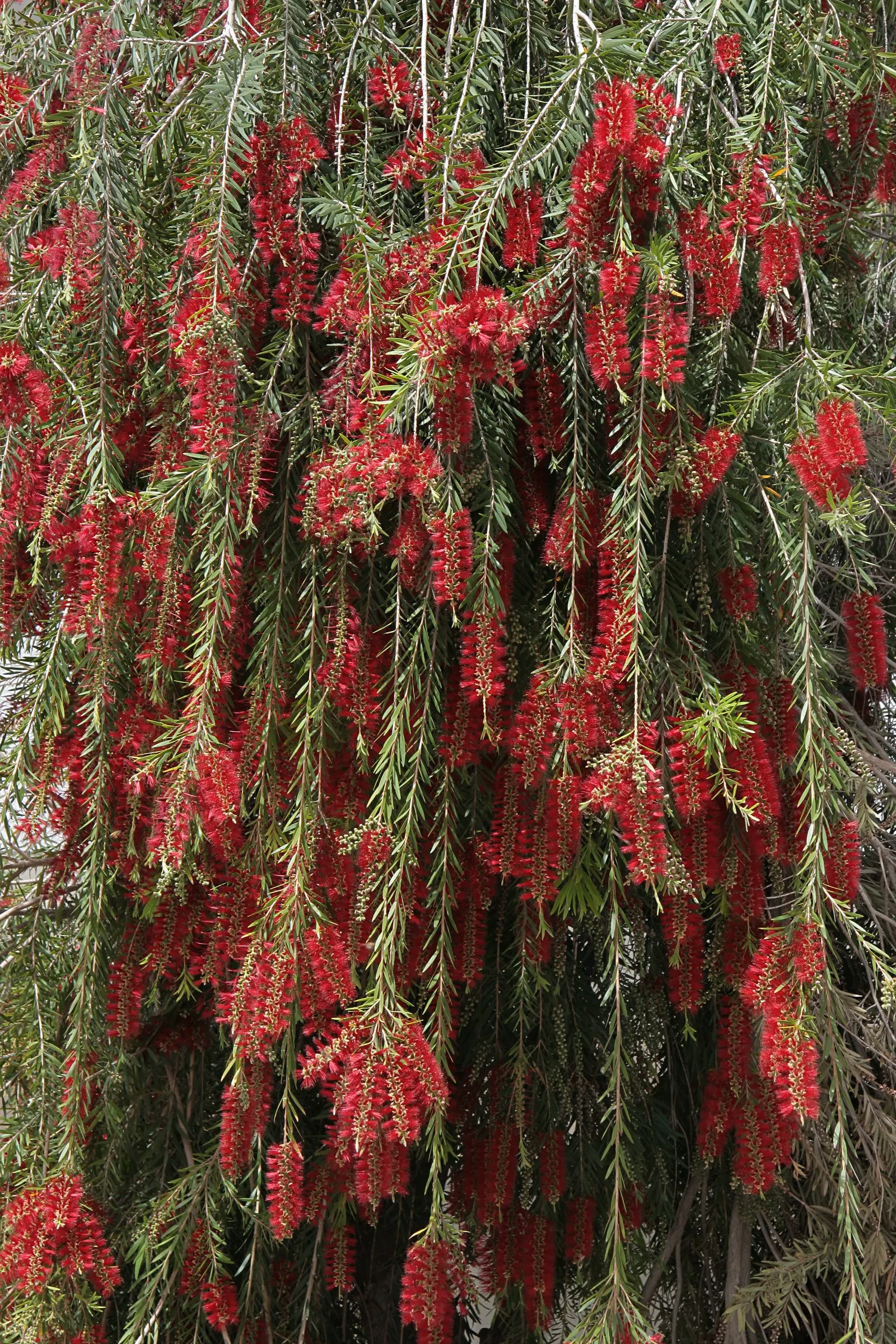 Lemon Bottlebrush (Callistemon Citrinus) — notable for its vibrant red