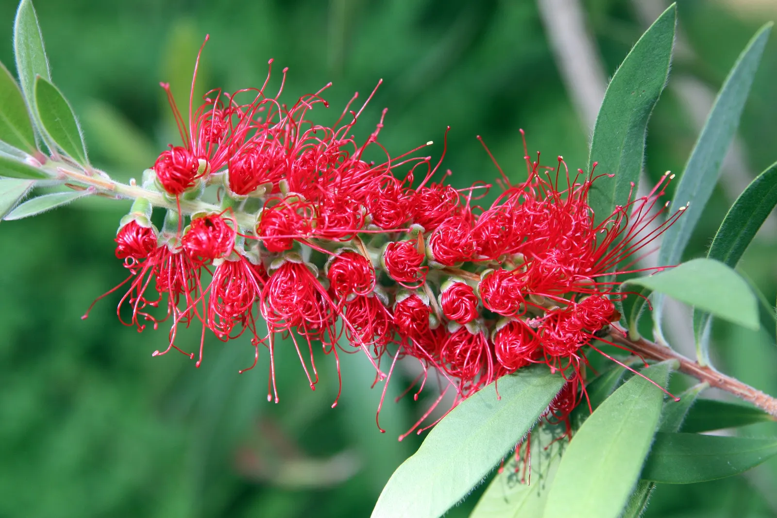 Lemon Bottlebrush (Callistemon Citrinus) — The flowers can reach lengths of approximately 4 to 6 inches; ensuring the plant remains a focal point in the