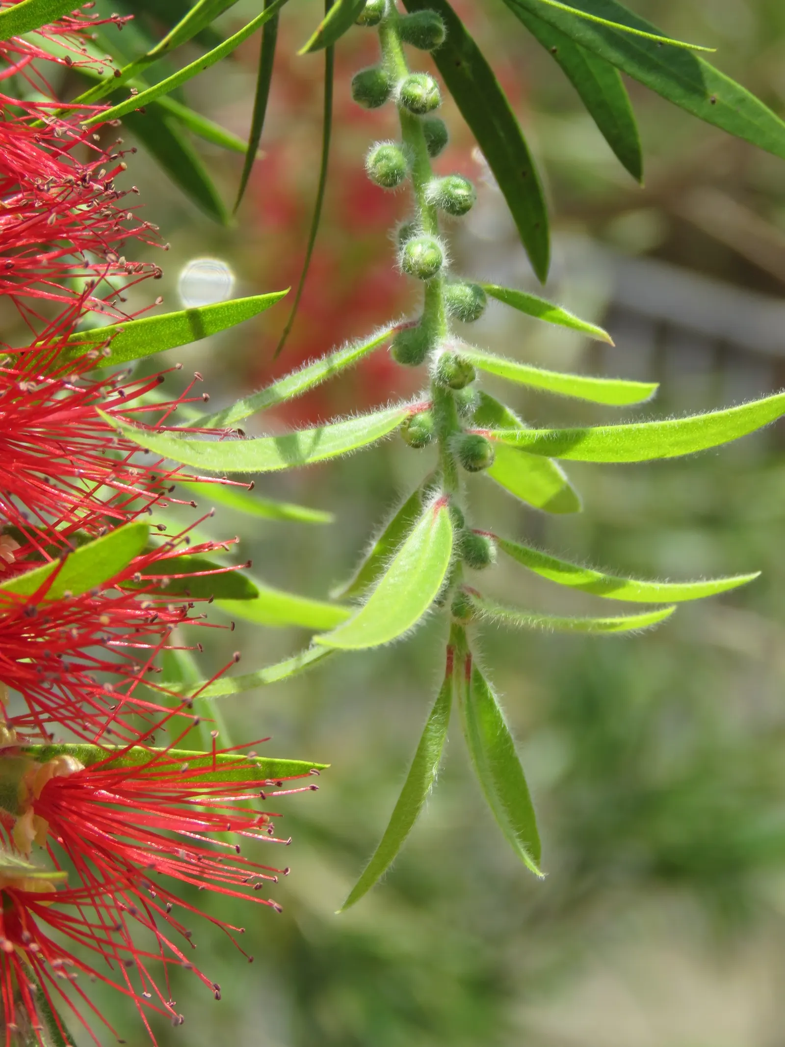 Lemon Bottlebrush (Callistemon Citrinus) — Renowned for its distinctive brush-like flowers; this plant is a popular choice for adding splashes of vivid red to