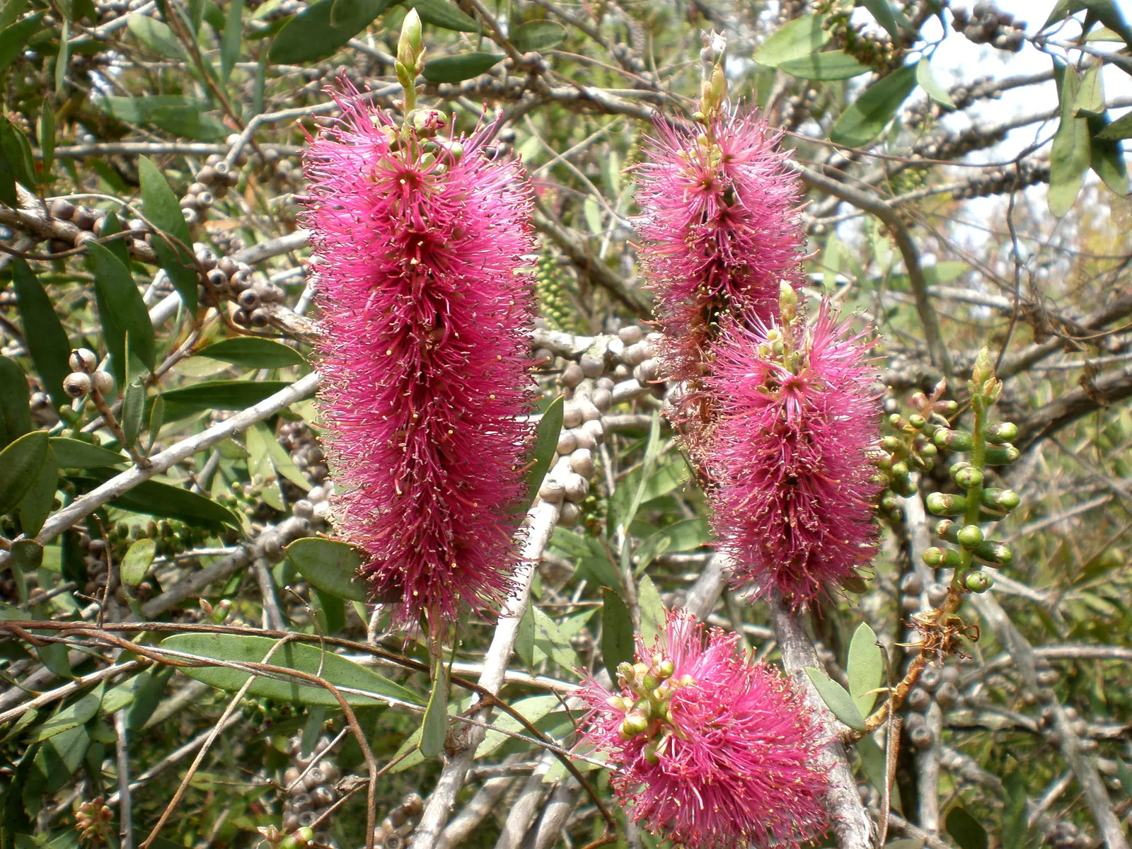 Lemon Bottlebrush (Callistemon Citrinus) — Renowned for its distinctive brush-like flowers; this plant is a popular choice for adding splashes of, image 178