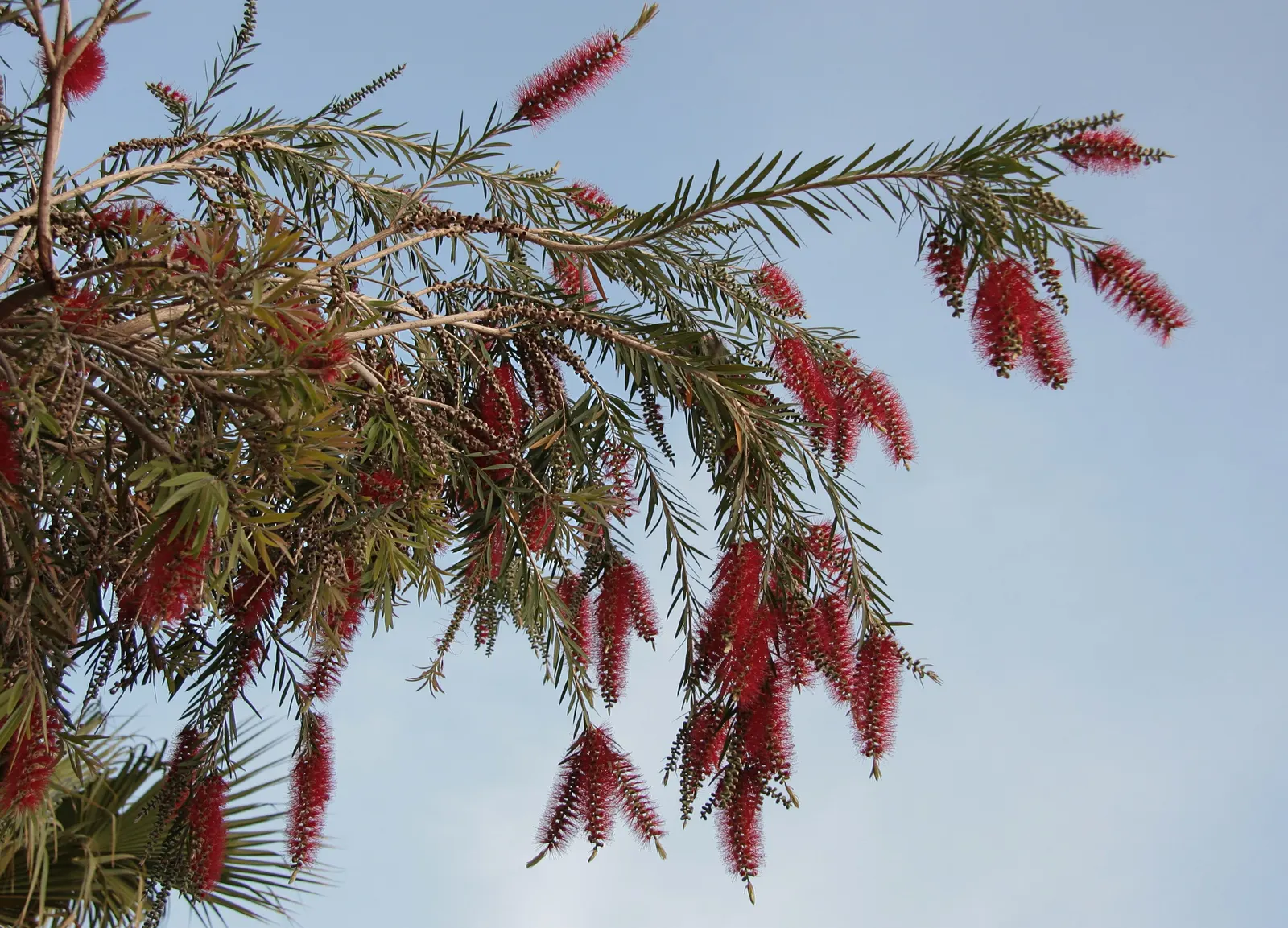 Lemon Bottlebrush (Callistemon Citrinus) — This hardy shrub prefers full sun to partial shade and is adaptable to a variety of soil types; it, image 181