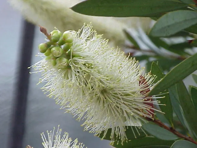 Lemon Bottlebrush (Callistemon Citrinus) — making it an excellent addition to low-maintenance and wildlife-friendly gardens