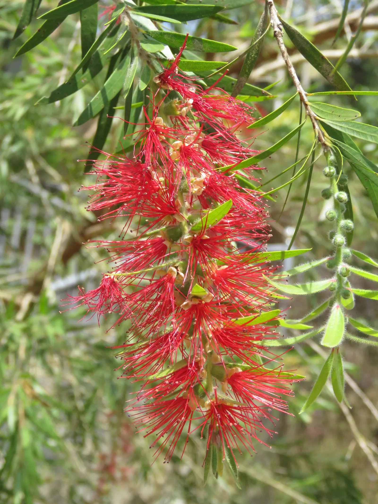 Lemon Bottlebrush (Callistemon Citrinus) — this plant is a popular choice for adding splashes of vivid red to landscapes and gardens; however, it is advisable