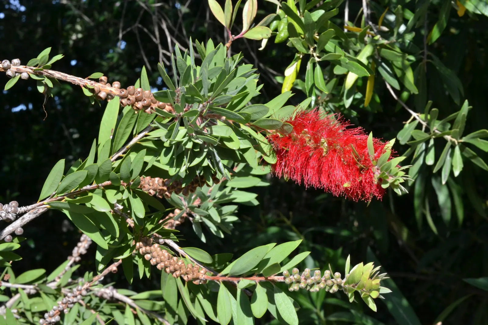 Lemon Bottlebrush (Callistemon Citrinus) — brush-like flowers and citrus-scented leaves