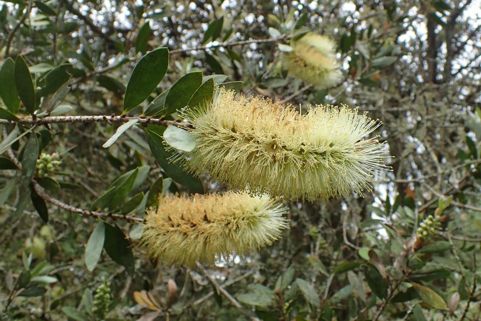 Lemon Bottlebrush (Callistemon Citrinus) — In more temperate regions