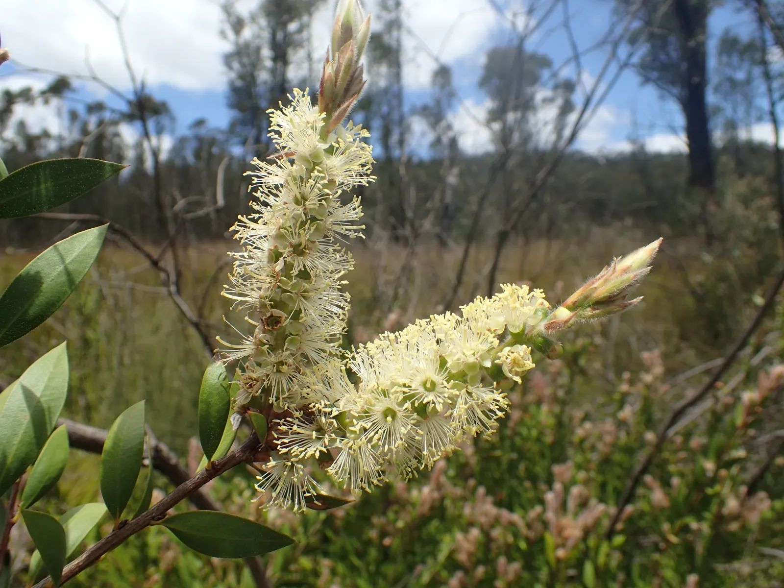 Lemon Bottlebrush (Callistemon Citrinus) — Callistemon citrinus thrives in USDA hardiness zones 8 through 11