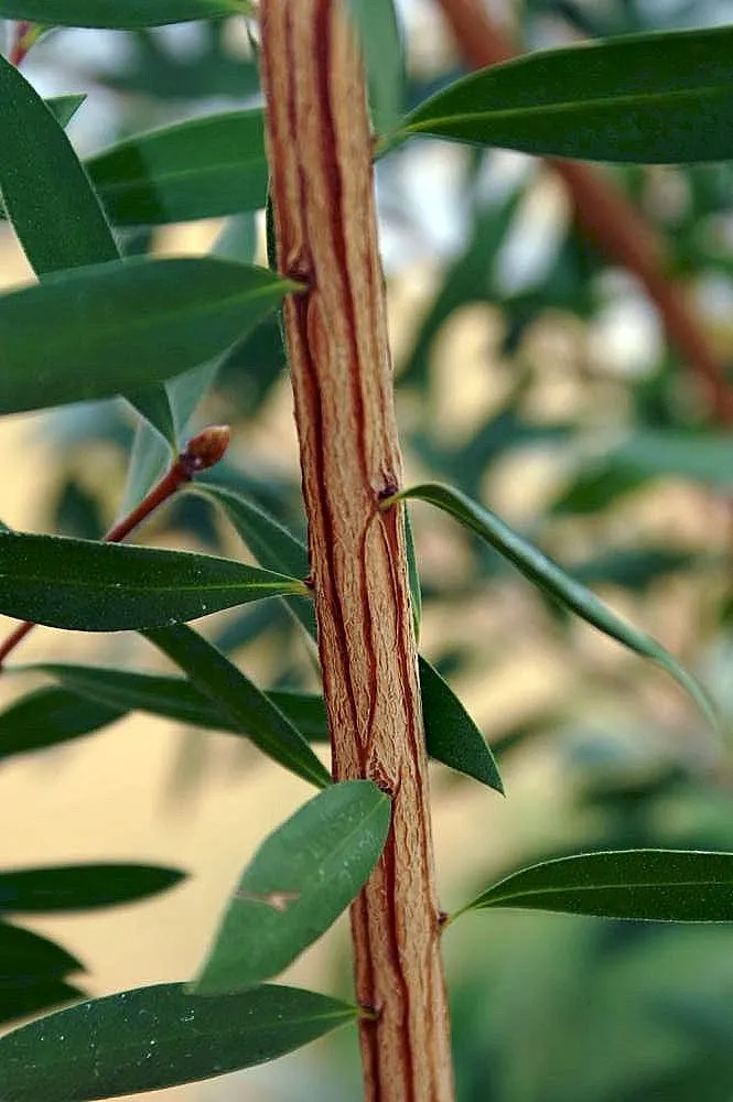 Lemon Bottlebrush (Callistemon Citrinus) — However, it is advisable to provide supplemental watering during the dry months; this plant is a popular, image 74