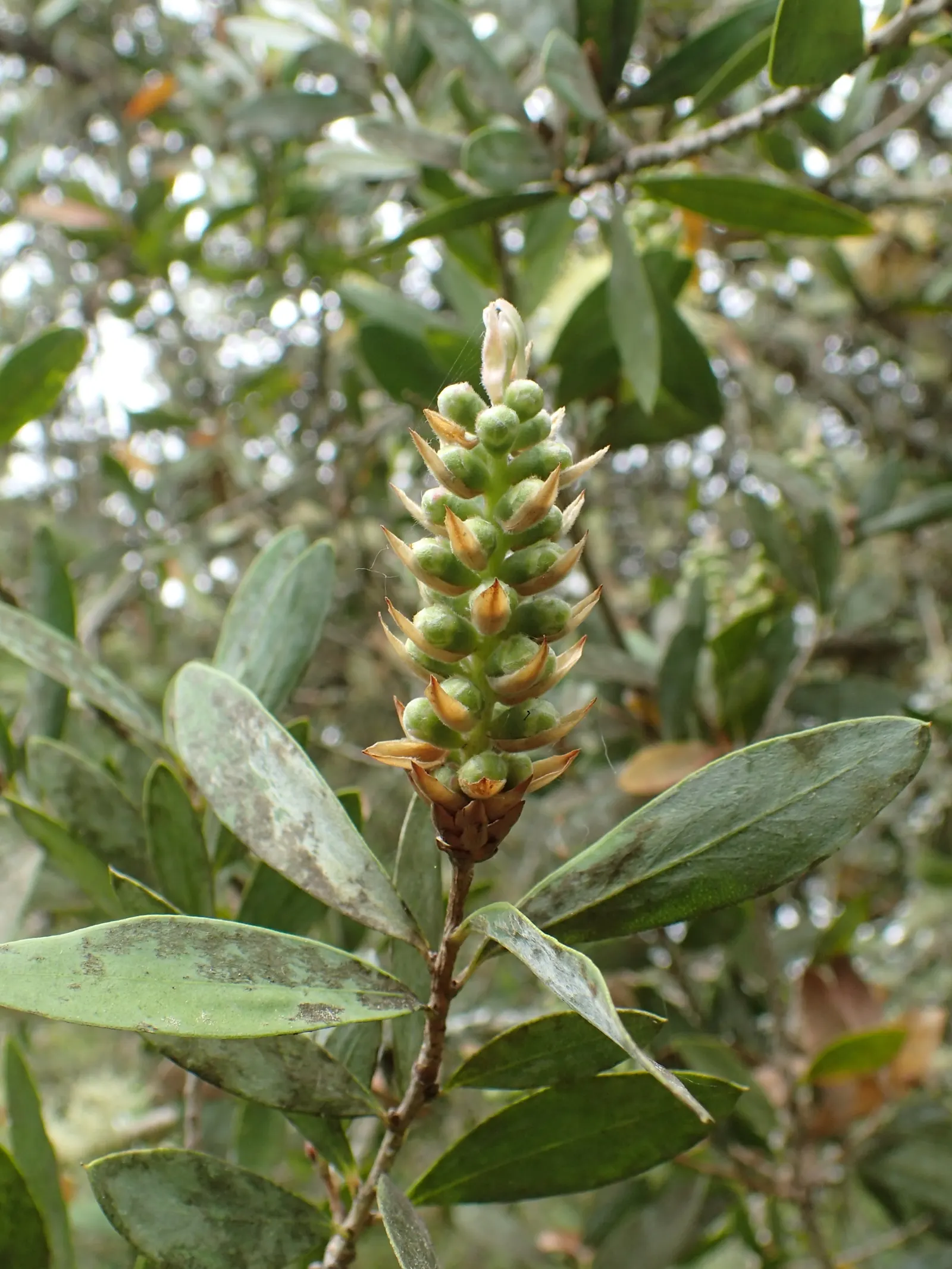 Lemon Bottlebrush (Callistemon Citrinus) — or part of a mixed border