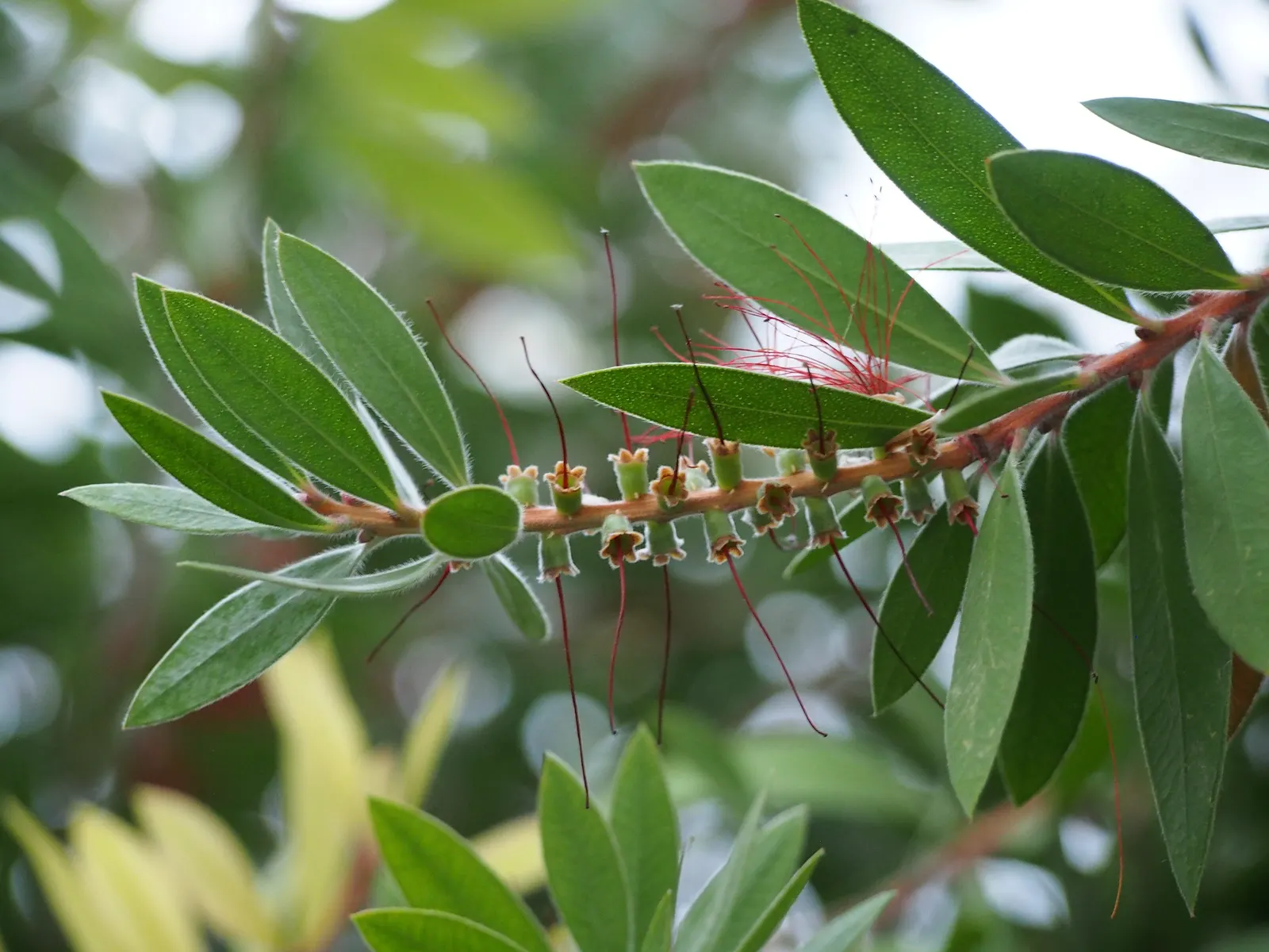 Lemon Bottlebrush (Callistemon Citrinus) — tree for full or half; ensuring the plant remains a focal point in the landscape all year round, image 168