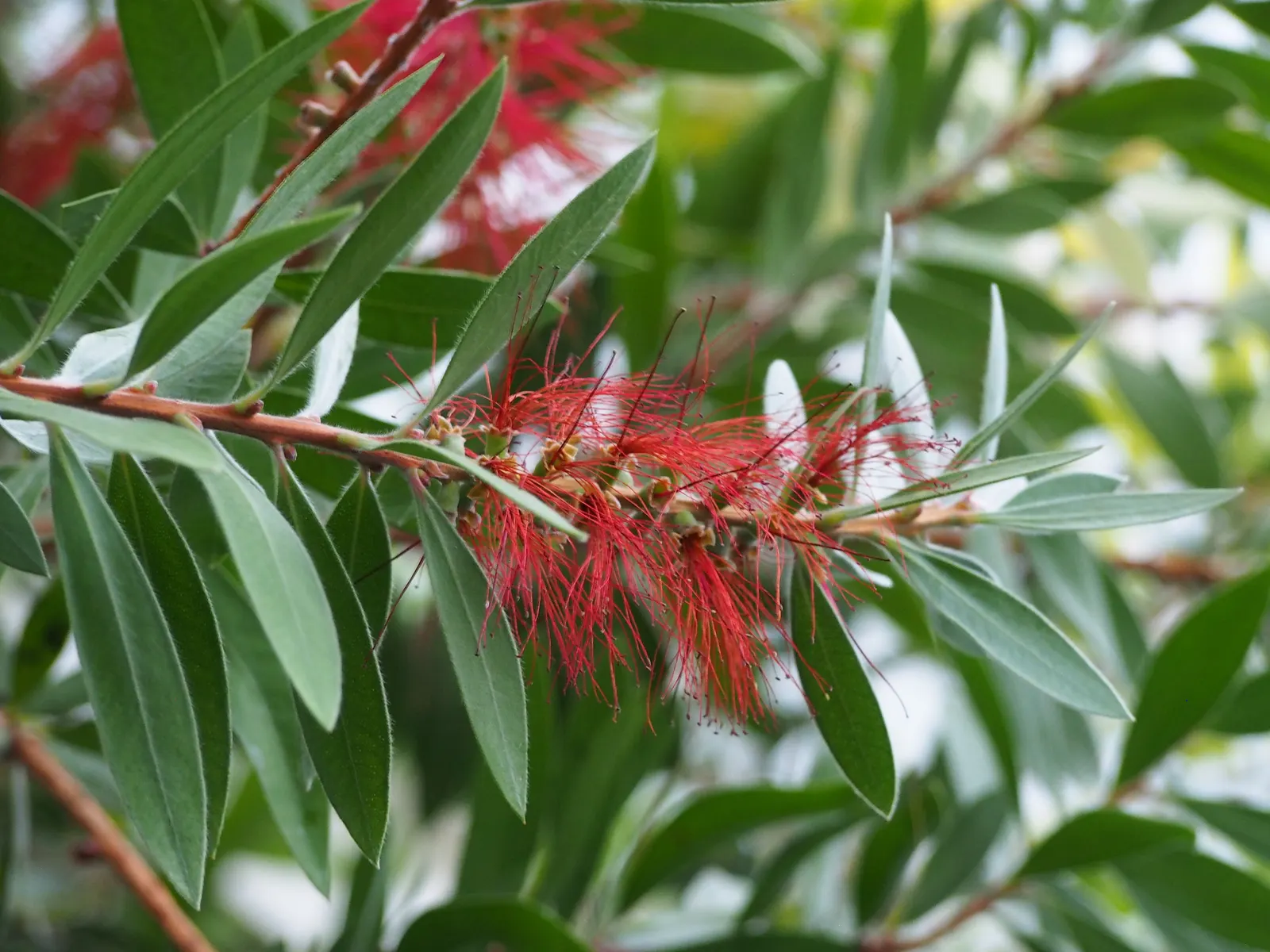 Lemon Bottlebrush (Callistemon Citrinus) — Regular feeding with a balanced; however, it is advisable to provide supplemental watering during the, image 163