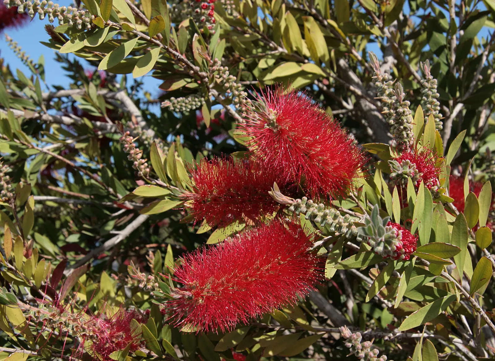 Lemon Bottlebrush (Callistemon Citrinus) — This Australian native offers year-round interest
