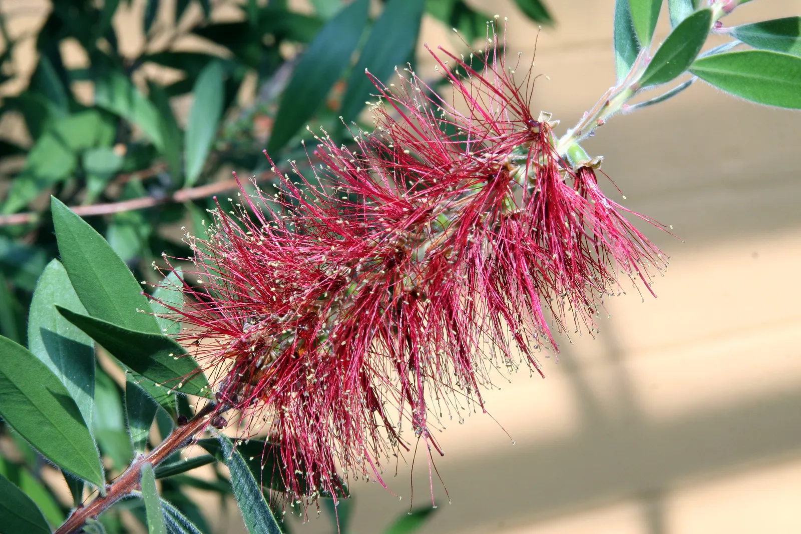 Lemon Bottlebrush (Callistemon Citrinus) — It reaches a mature size of 8-10 feet tall and 5-8 feet wide, flourishing in full sun and well-drained, image 60