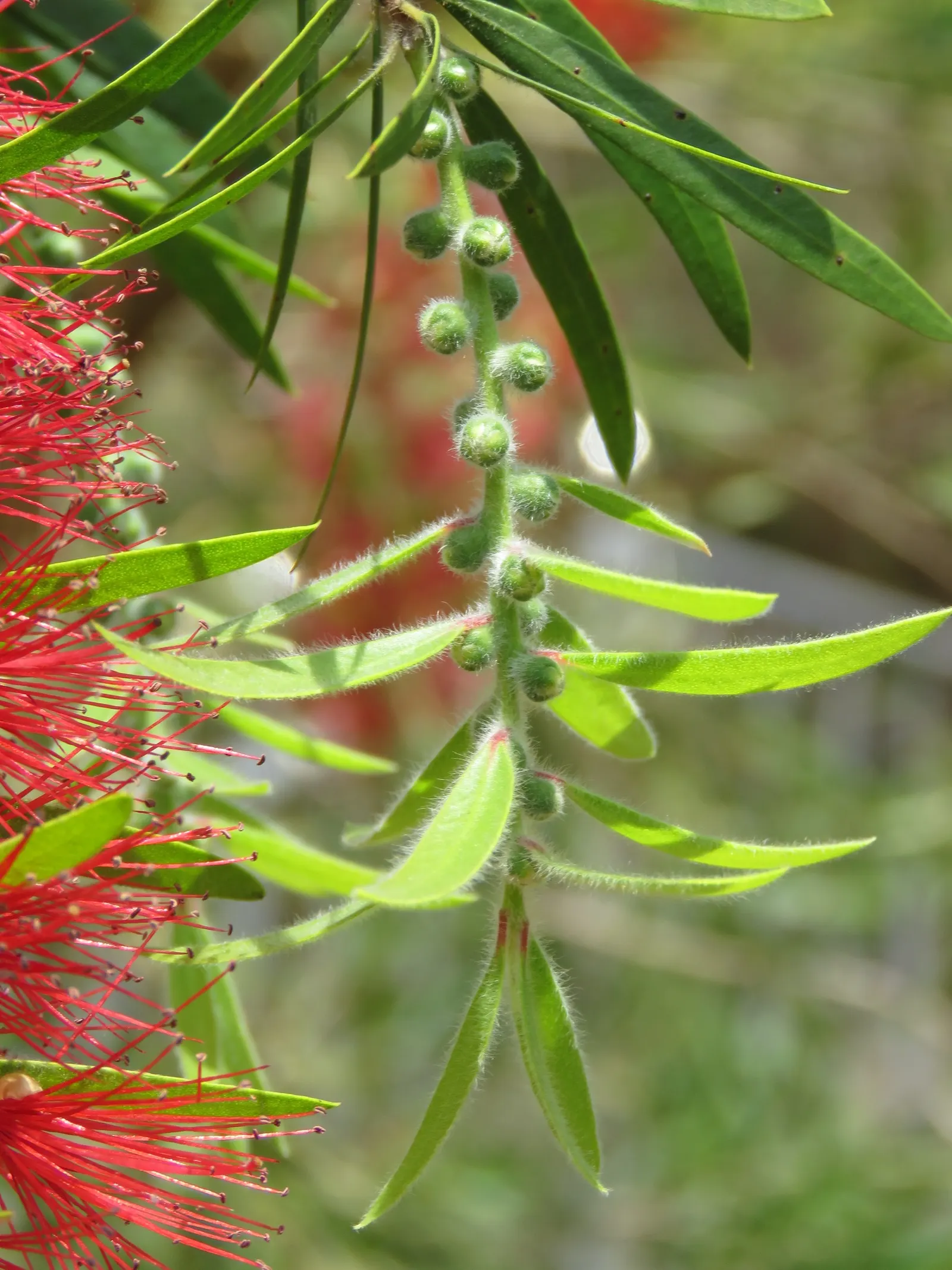 Lemon Bottlebrush (Callistemon Citrinus) — Callistemon citrinus thrives in USDA hardiness zones 8 through 11; ensuring the plant remains a focal point in the