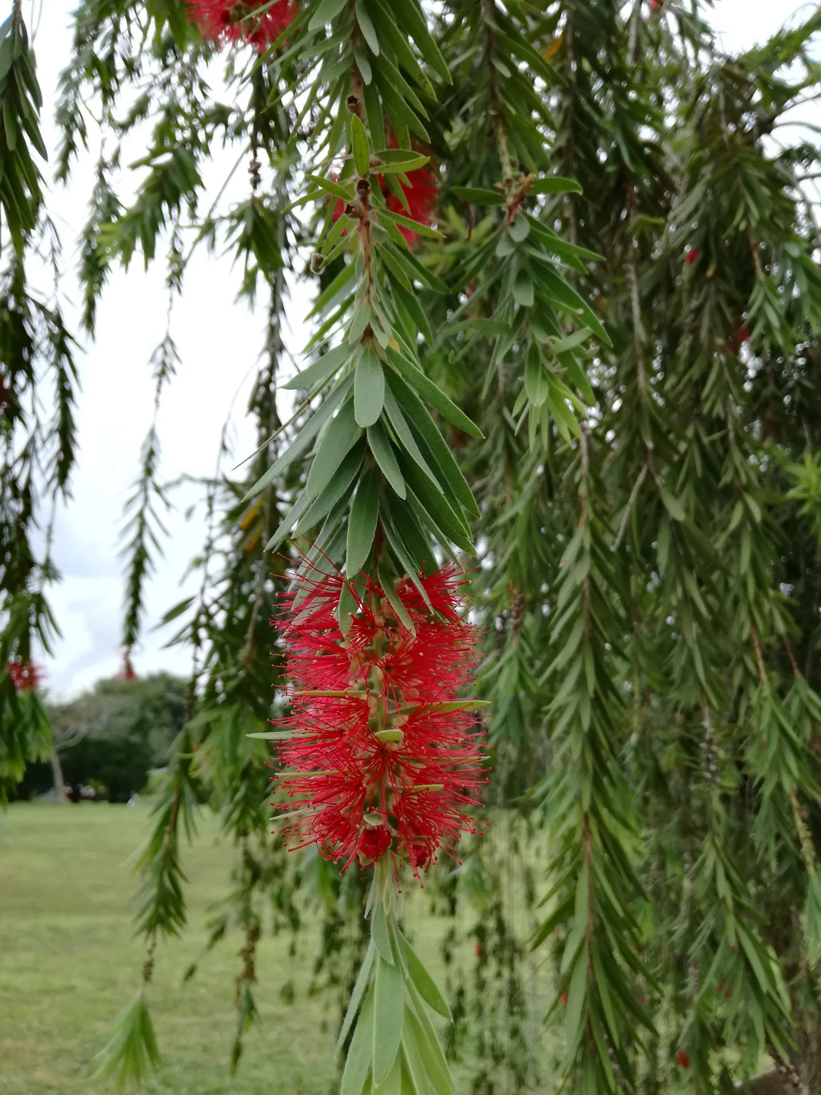 Lemon Bottlebrush (Callistemon Citrinus) — its resilient nature and showy appearance make the Lemon Bottlebrush a valuable addition to any garden, image 162