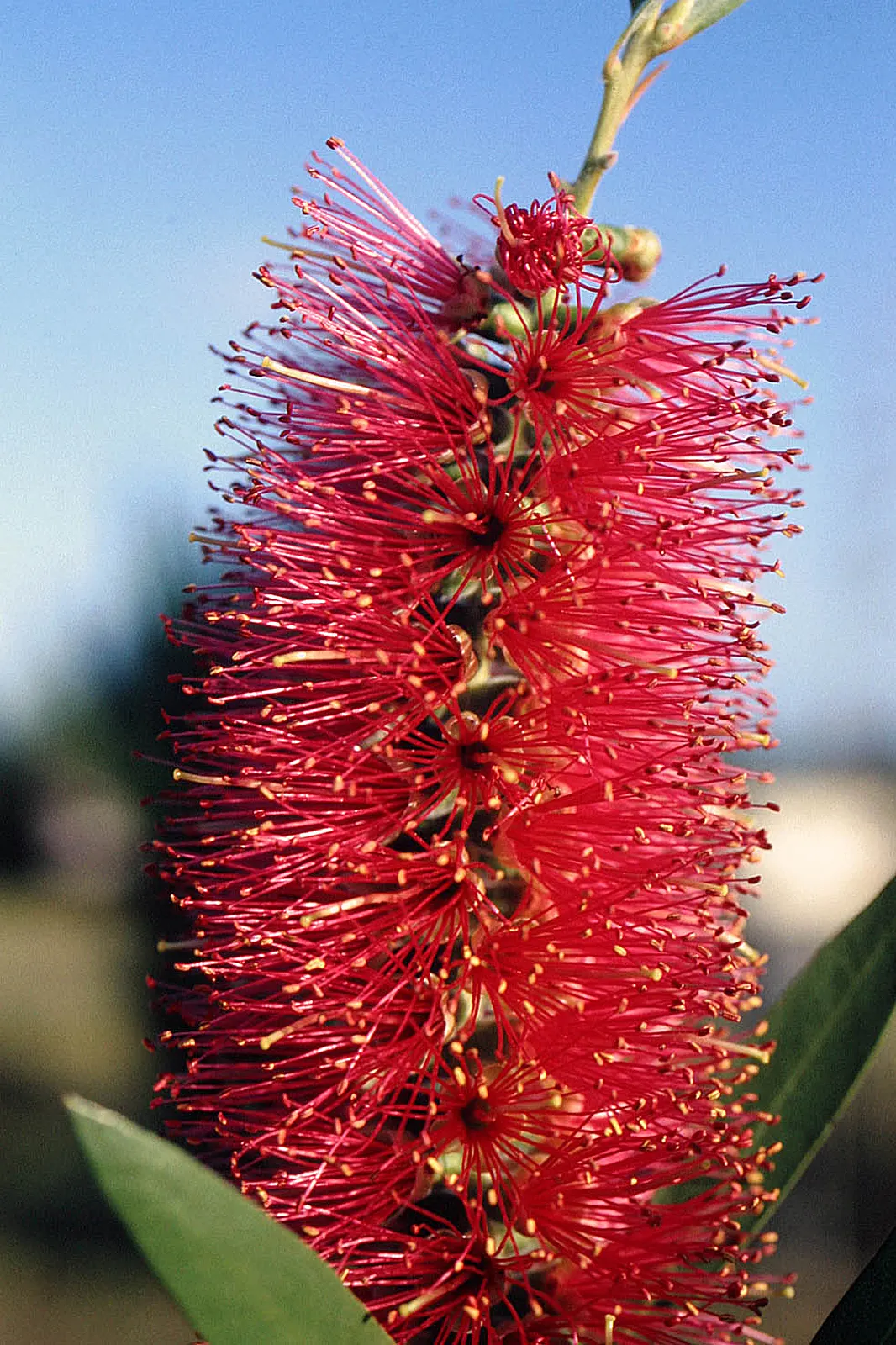 Lemon Bottlebrush (Callistemon Citrinus) — In more temperate regions; however, it is advisable to provide supplemental watering during the dry, image 159