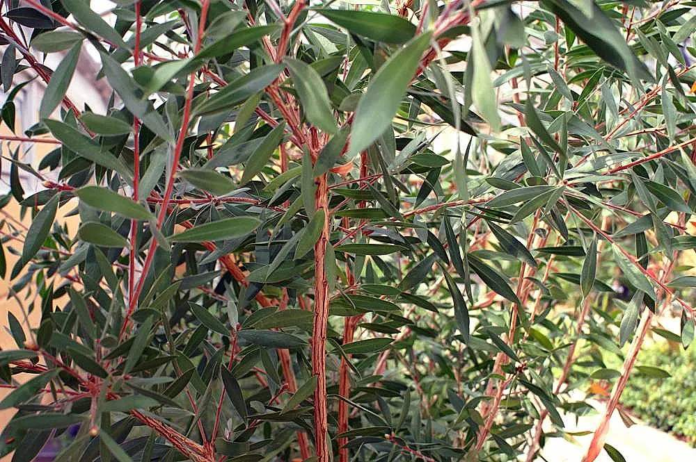 Lemon Bottlebrush (Callistemon Citrinus) — This Australian native offers year-round interest; it reaches a mature size of 8-10 feet tall and 5-8, image 61