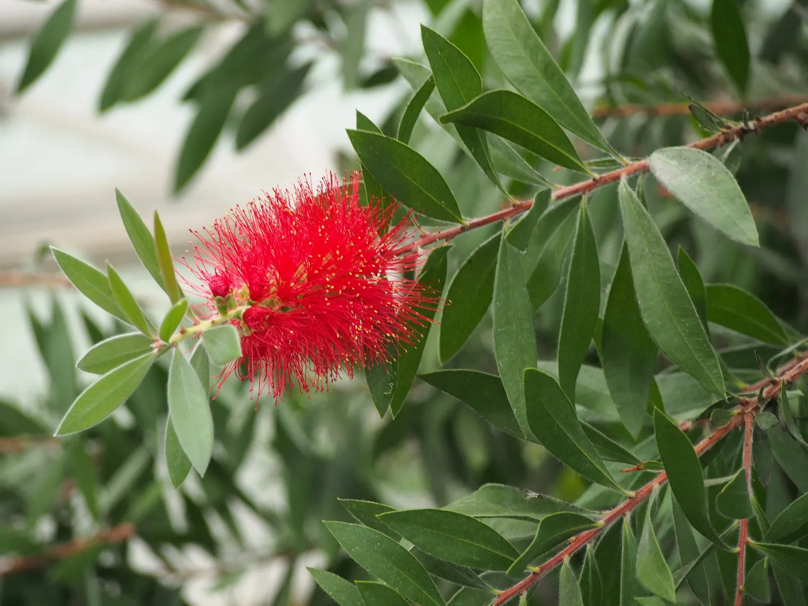 Lemon Bottlebrush (Callistemon Citrinus) — The Lemon Bottlebrush (Callistemon citrinus) is an eye-catching evergreen shrub; it reaches a mature, image 169