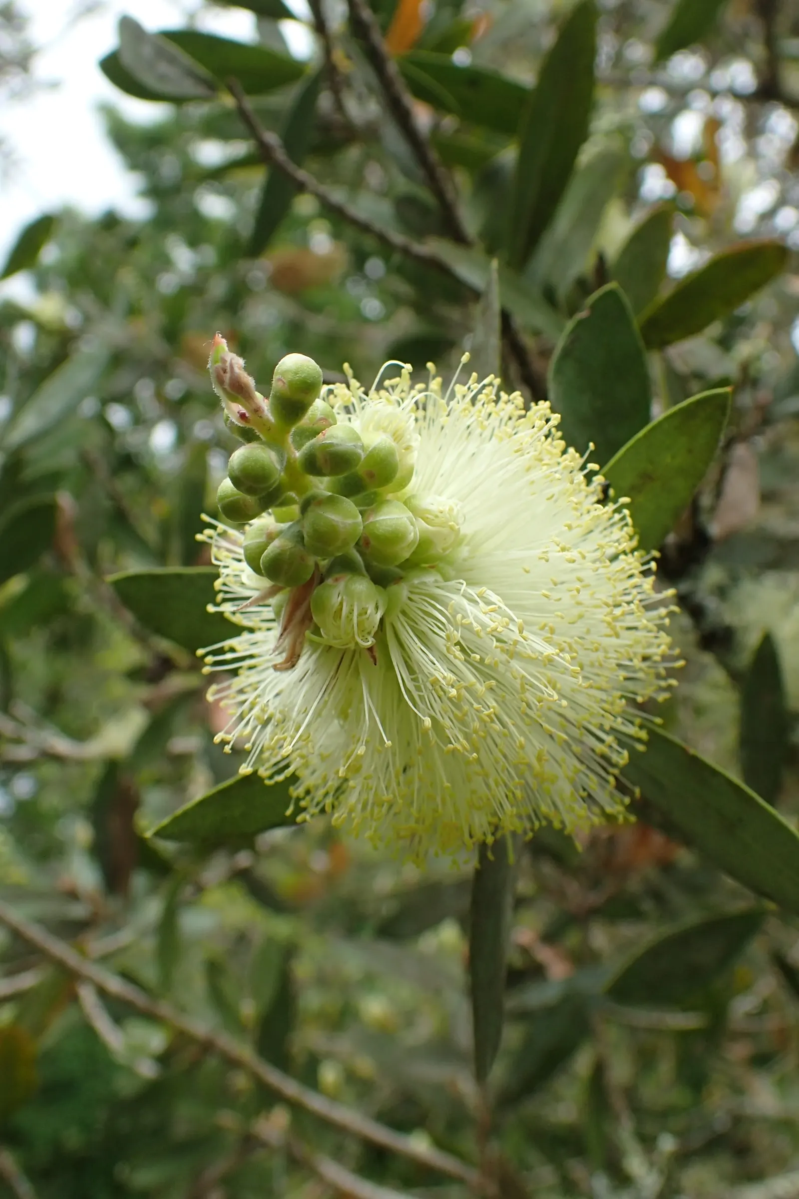 Lemon Bottlebrush (Callistemon Citrinus) — attracting pollinators such as bees and hummingbirds