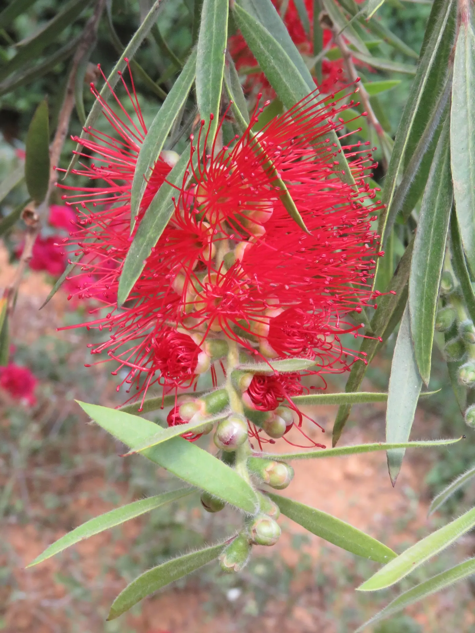Lemon Bottlebrush (Callistemon Citrinus) — and attracts hummingbirds and pollinators; this plant is a popular choice for adding splashes of vivid red to